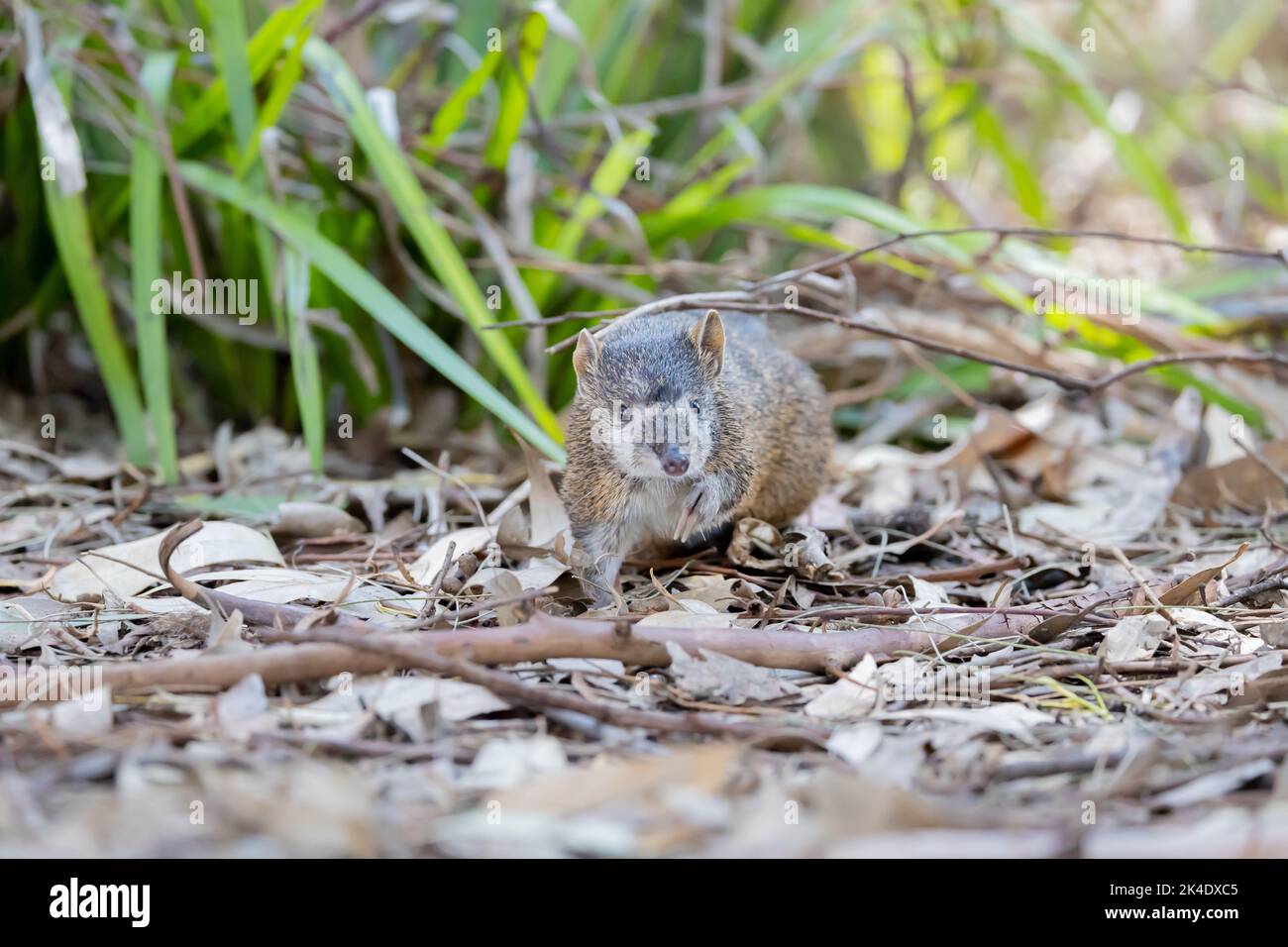 Süßes weißes Gesicht australischer Bandicoot kommt uns entgegen Stockfoto