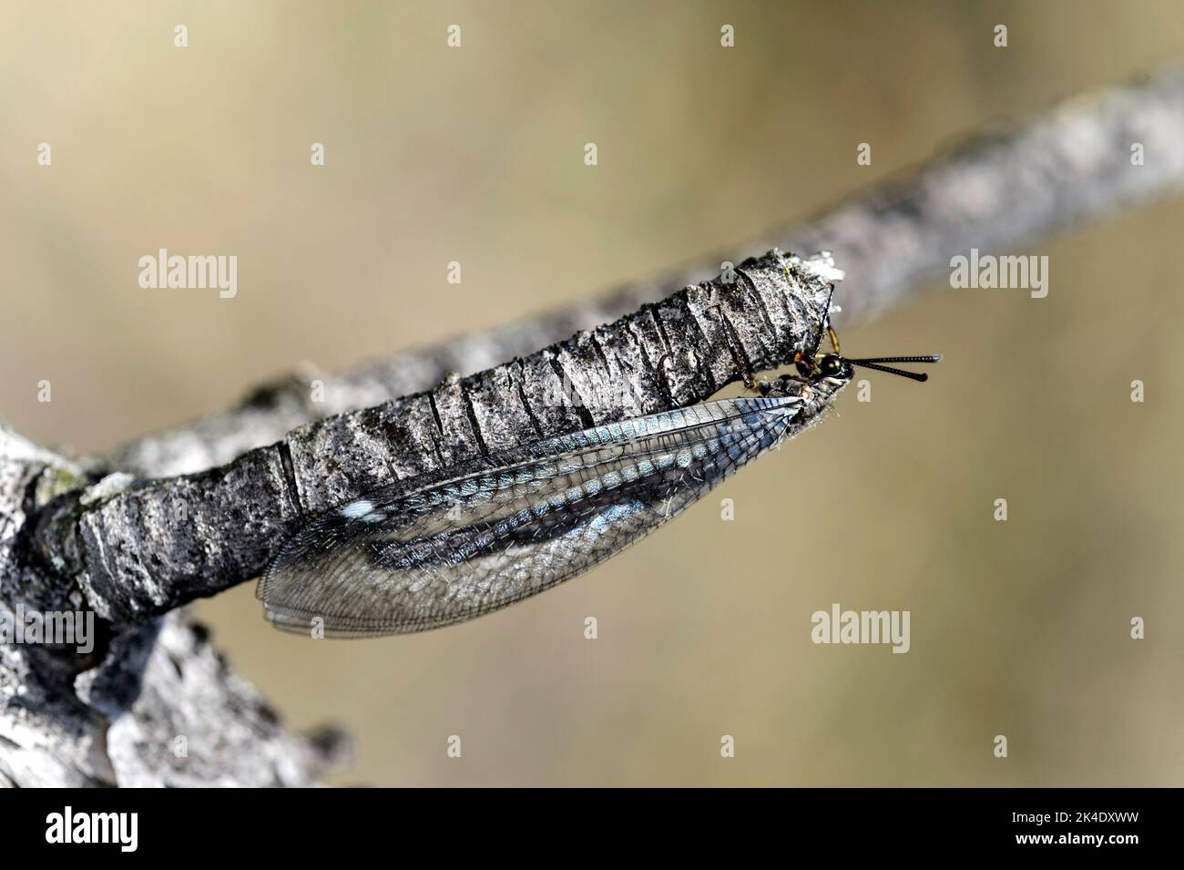 Ameisenlöwe (Myrmeleon formicarius), Stepplandschaft Rottensand, Pfynwald, Naturschutzgebiet Pfyn-Finges, Wallis, Schweiz Stockfoto