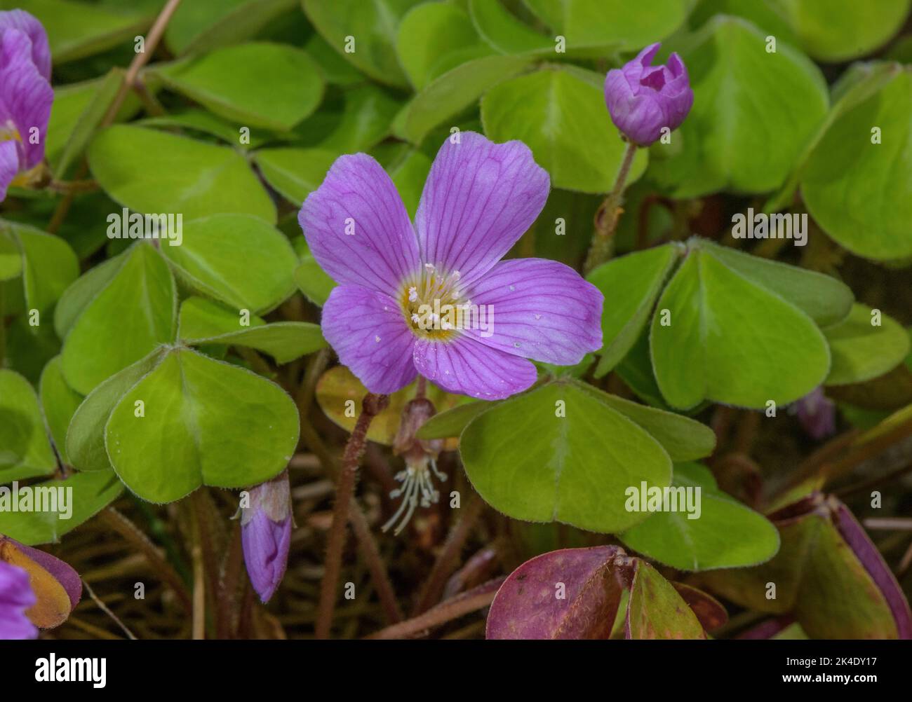 Rotholz-Sauerampfer, Oxalis oregana, in Blüte. Redwood Wälder in Kalifornien. Stockfoto