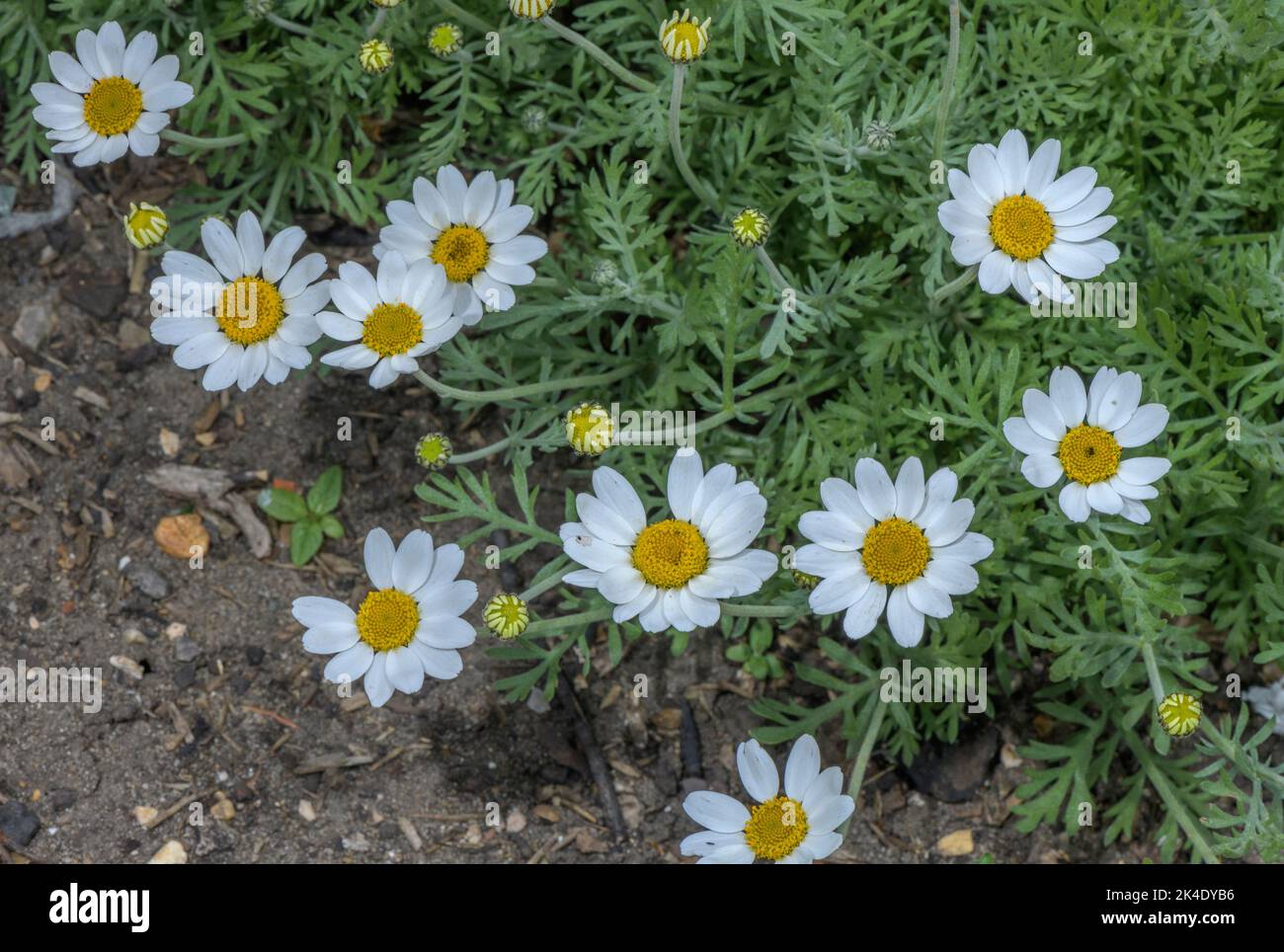 Sizilianische Kamille, Anthemis cupaniana in Blüte. Aus Sizilien, weit kultiviert. Stockfoto