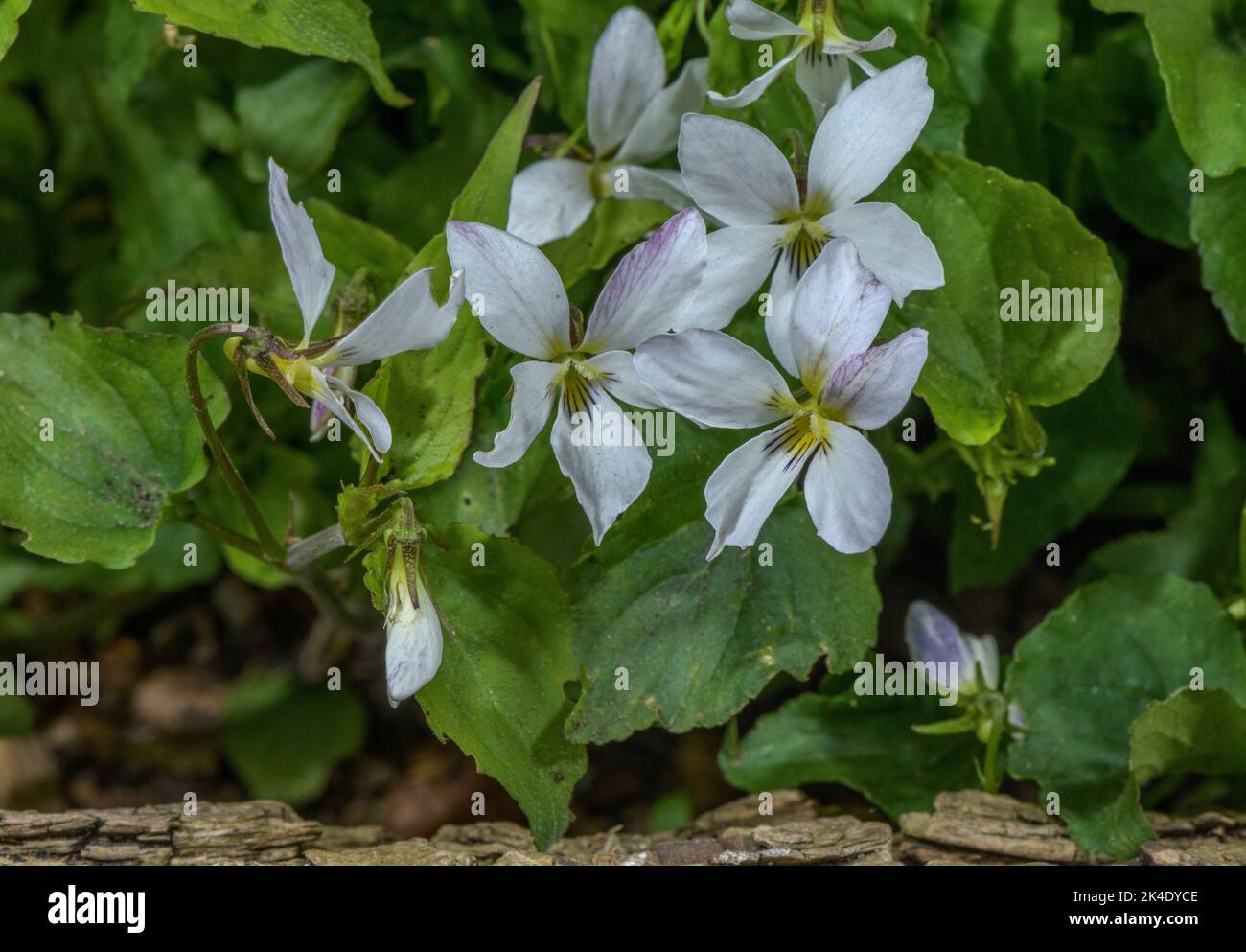 Kanadisches Weißviolett, Viola canadensis, blühend im Frühling, im Wald. Stockfoto