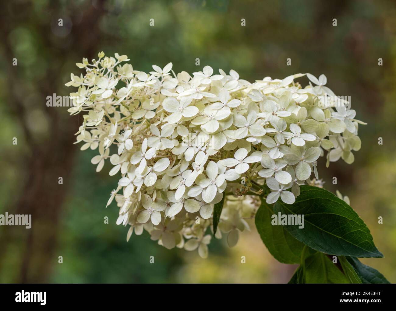 Eine einzige Blüte der Hydrangea Paniculata, Limettenlicht. Die Blüte hat viele kleine Blüten, die das ganze bilden. Stockfoto