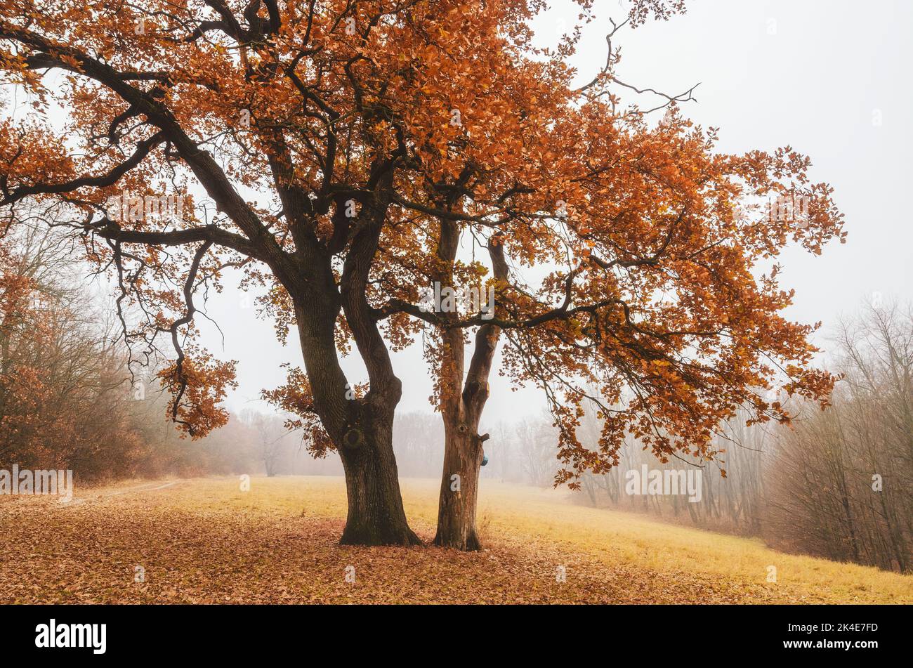 Einsame Eiche auf der nebligen Wiese im Herbst. Malerische Herbstszene Stockfoto