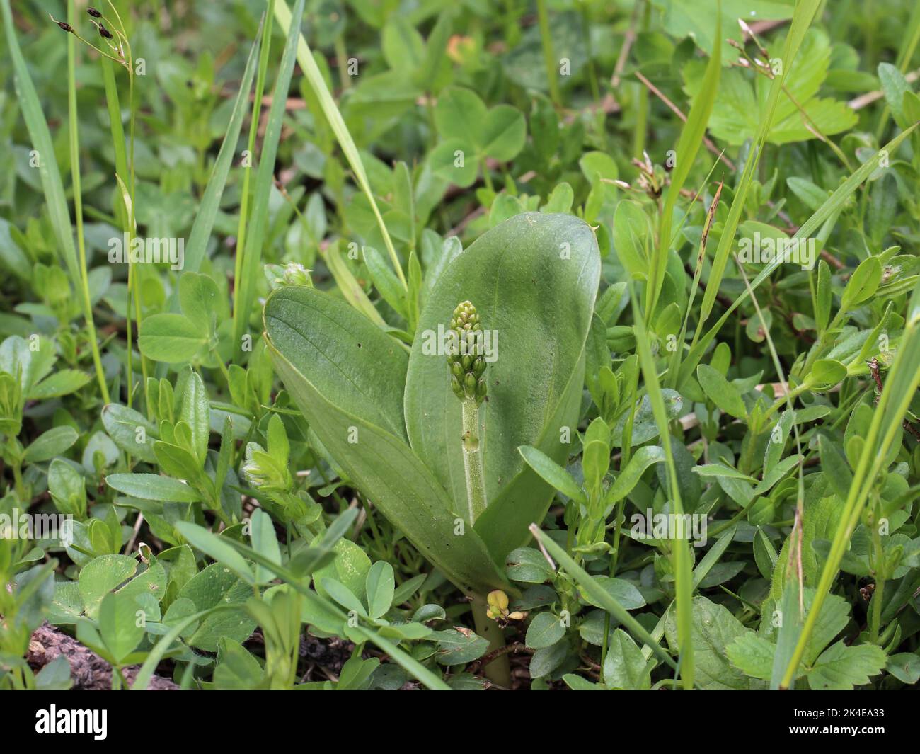 Blütenknospen der gewöhnlichen zweiblättrigen Orchidee (lateinischer Name: Neottia ovata) am Berg Mokra Gora bei Tutin im Südwesten Serbiens Stockfoto