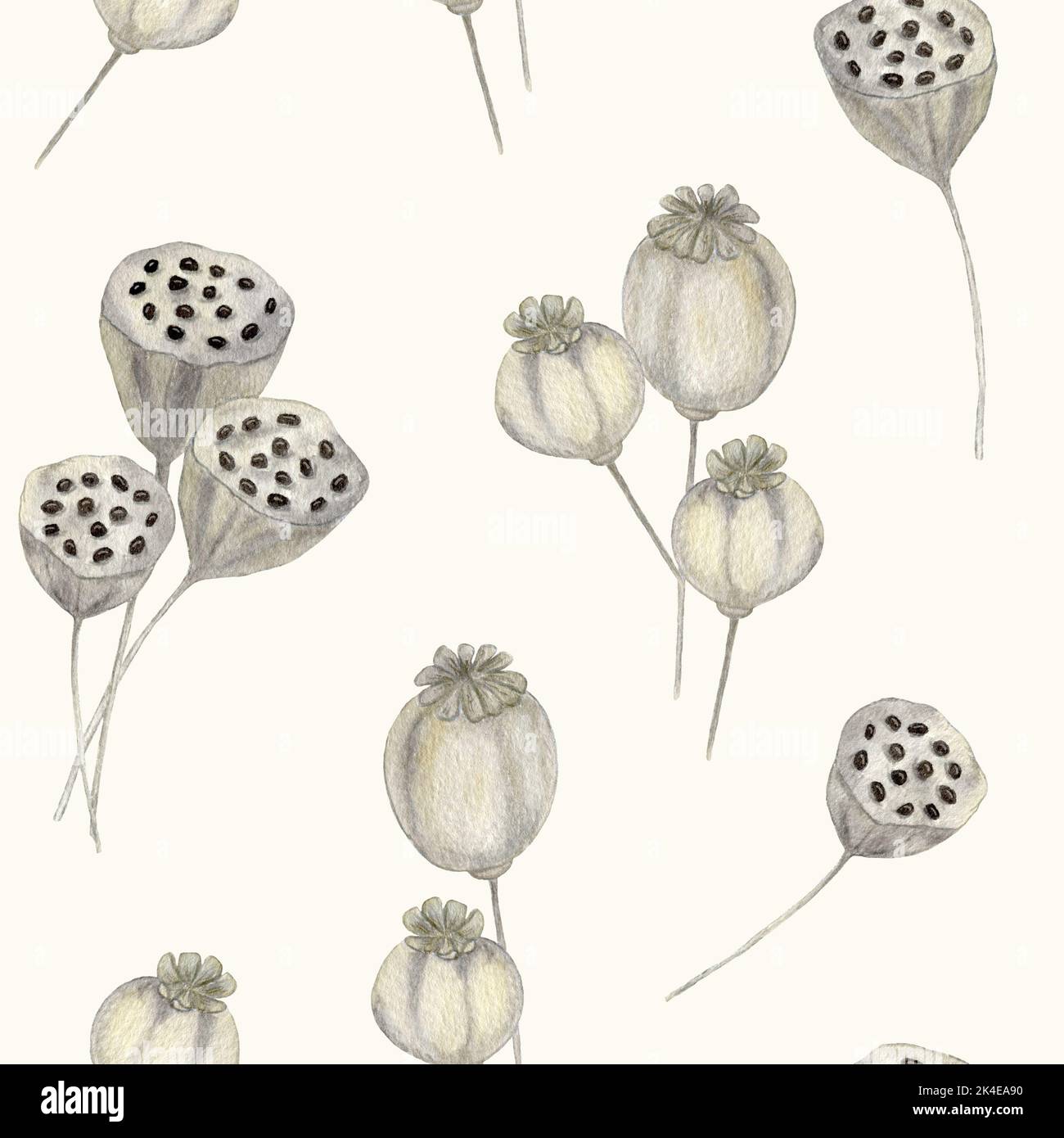 Lotus-Samen. Aquarell Nahtloses Muster mit trockenem Lotus-Samenkopf und Mohn. Wasserlilie. Herbstillustration. Stockfoto