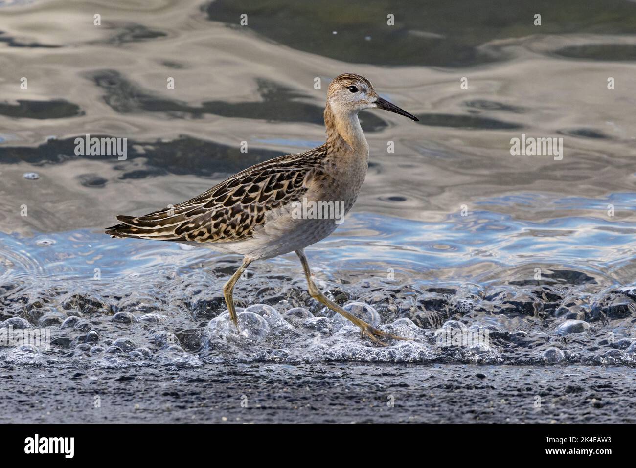 Ruff (Calidris pugnax) Farmoor Reservoir, Oxfordshire, Großbritannien Stockfoto