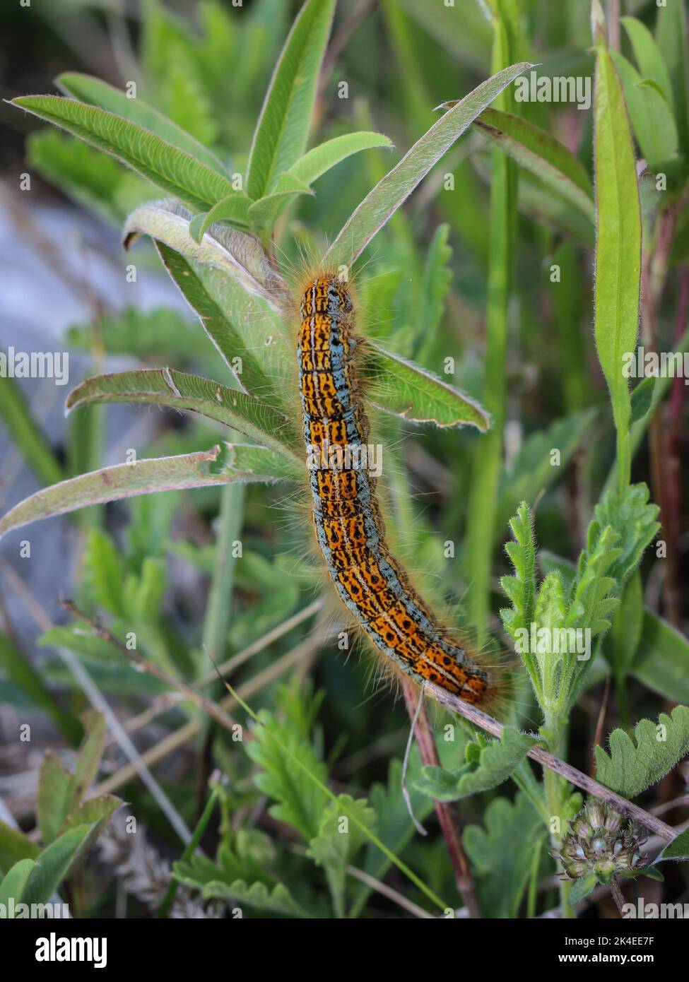 Raupe einer Motte, genannt der Bodenlakkey (lateinischer Name: Malacosoma castrensis) auf dem Mokra Gora-Berg bei Tutin im Südwesten Serbiens Stockfoto