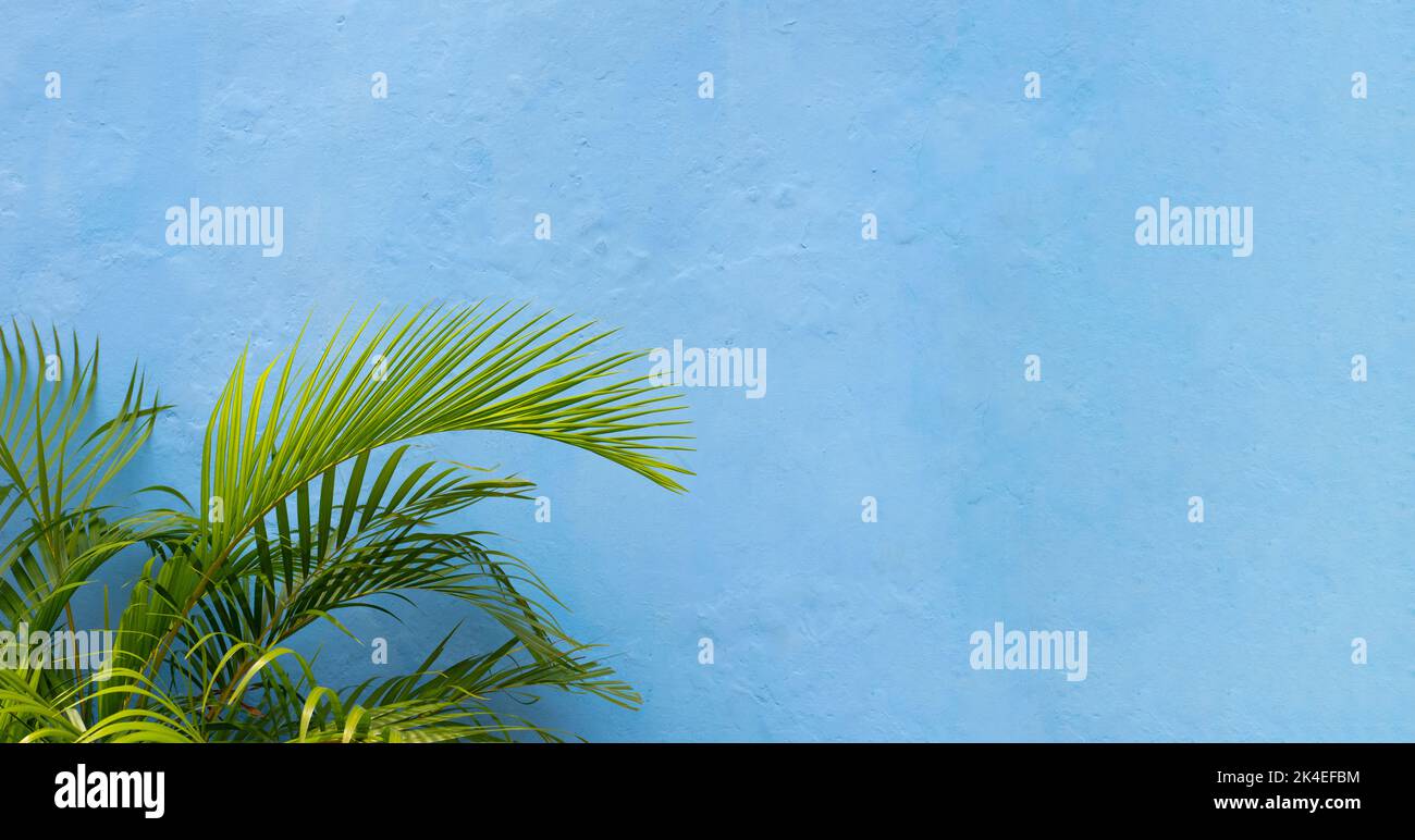 Panorama von Palmenblättern auf farbenfroh blauer Wandhintergrund. Tropische Pflanze. Stockfoto