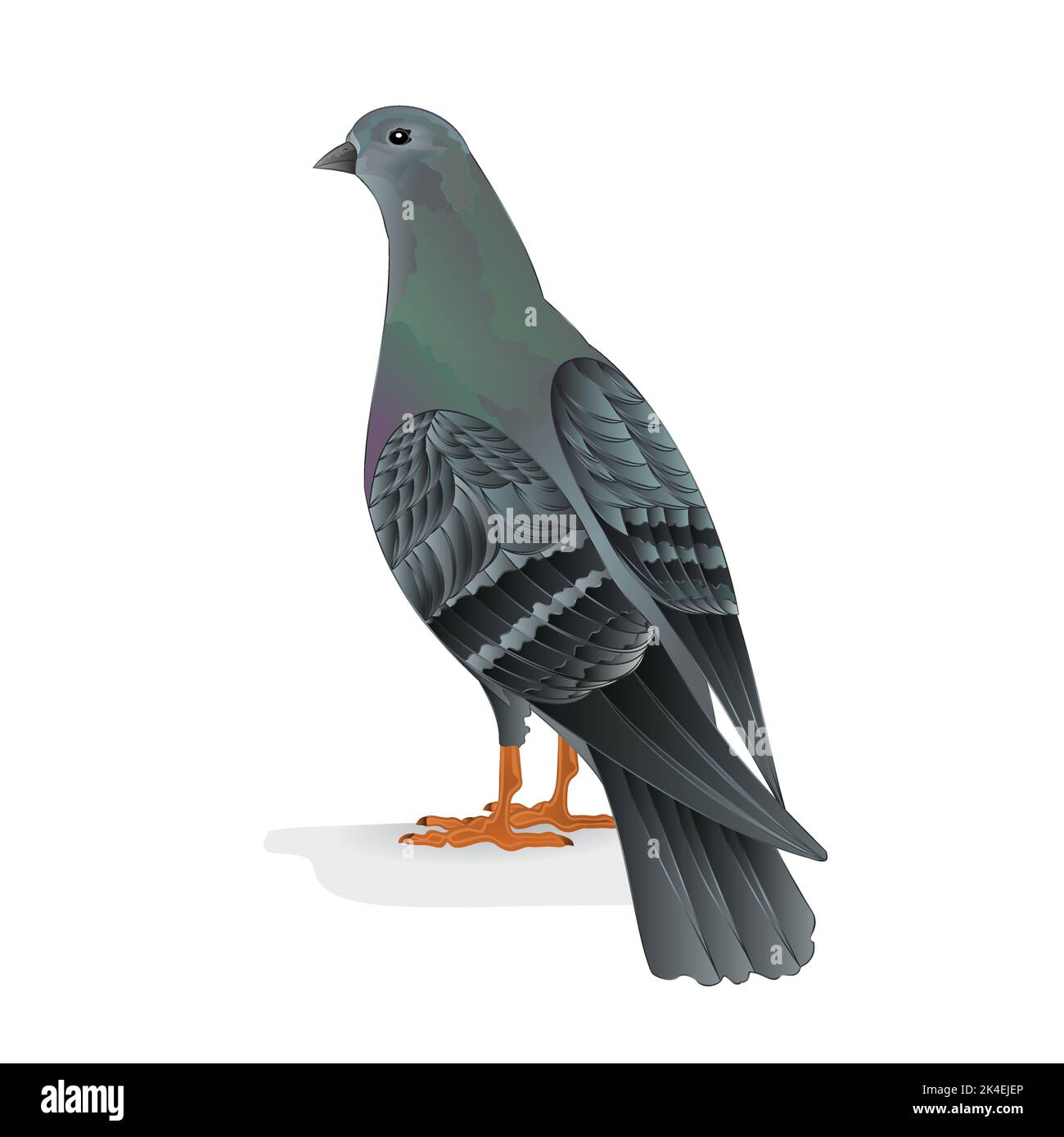 Vogelträger Taube Hausrasse Vektor Illustration Stock Vektor