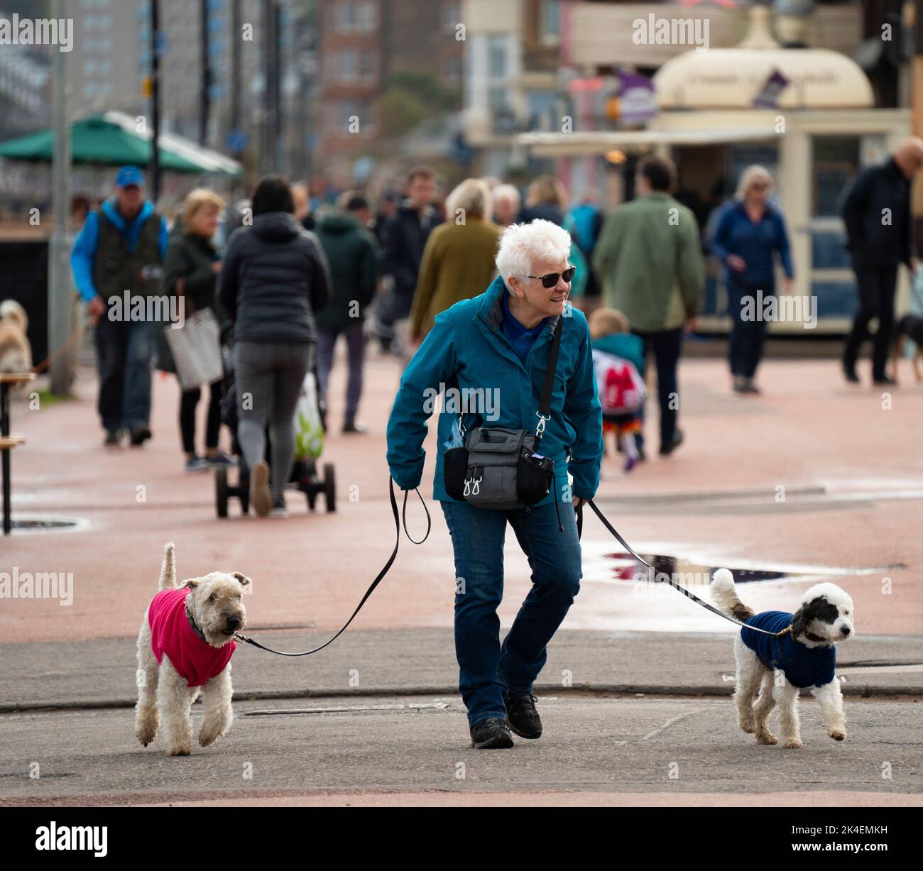 Ältere Frau, die Hunde auf der Promenade in Portobello, Schottland, Großbritannien, führt Stockfoto