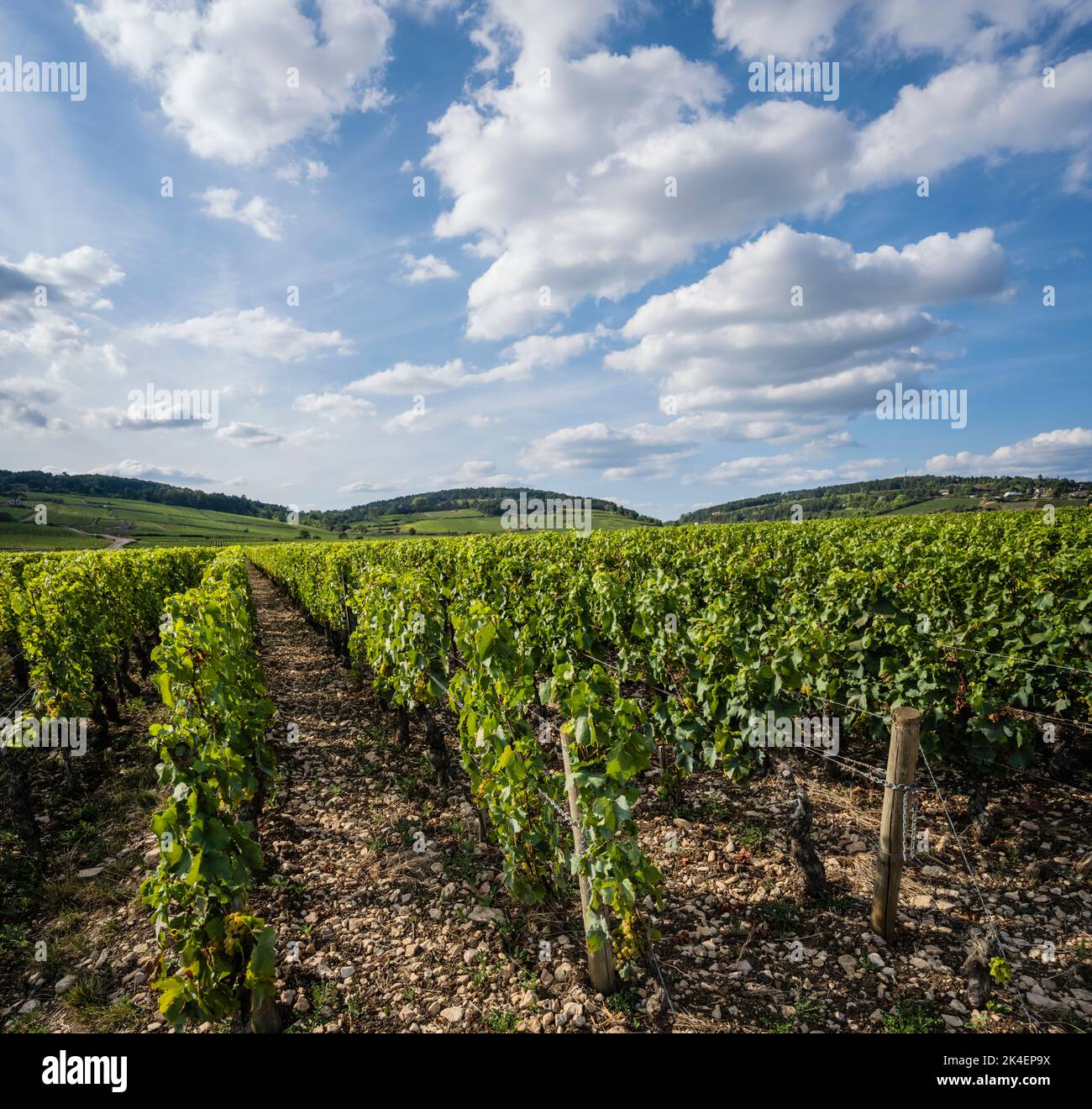 Weinberg in der Côte de Beaune, Burgund, Frankreich. Stockfoto