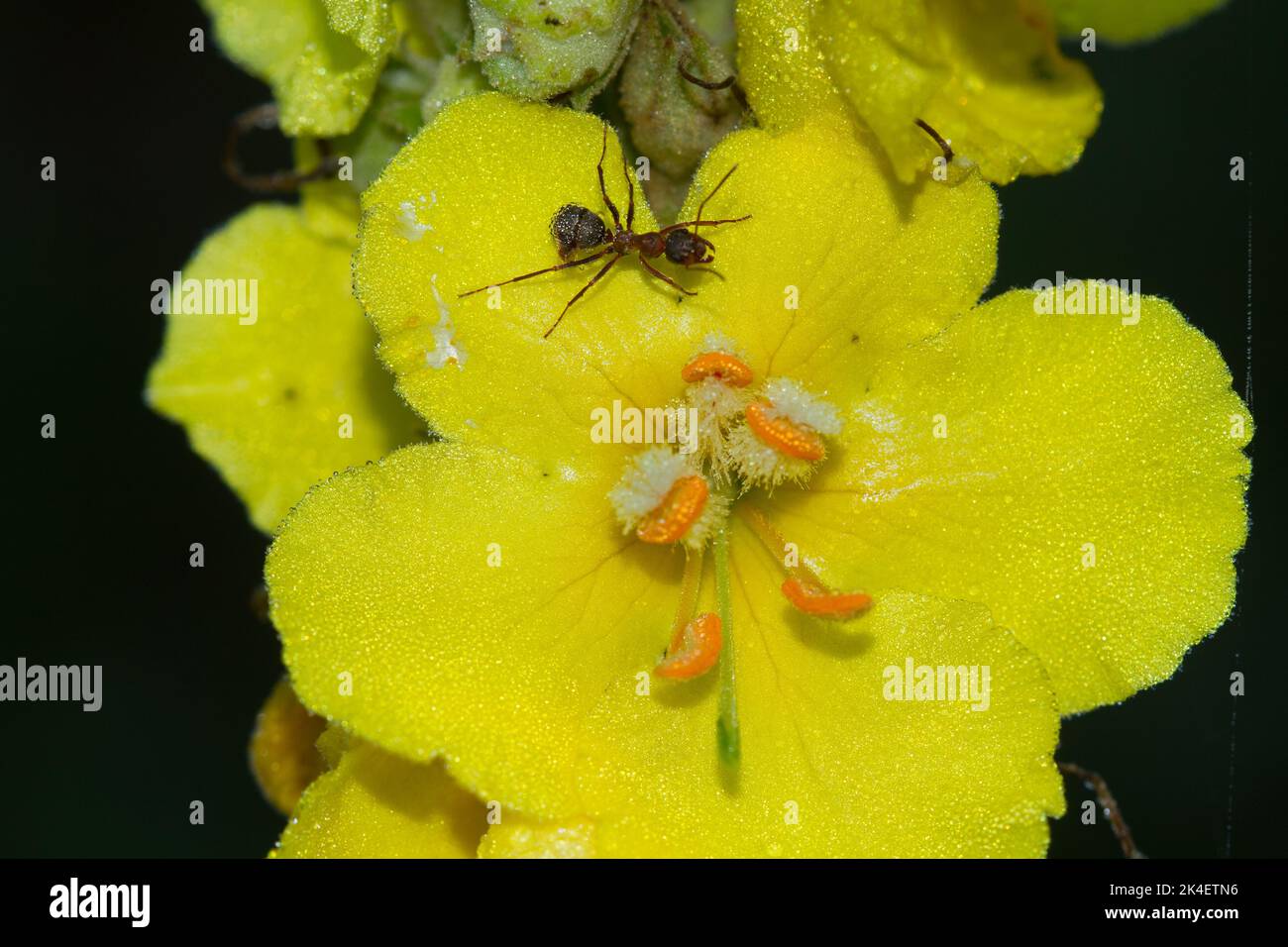 Nahaufnahme einer roten Ameise auf der gelben Blume der Densflower-Königskerze Stockfoto