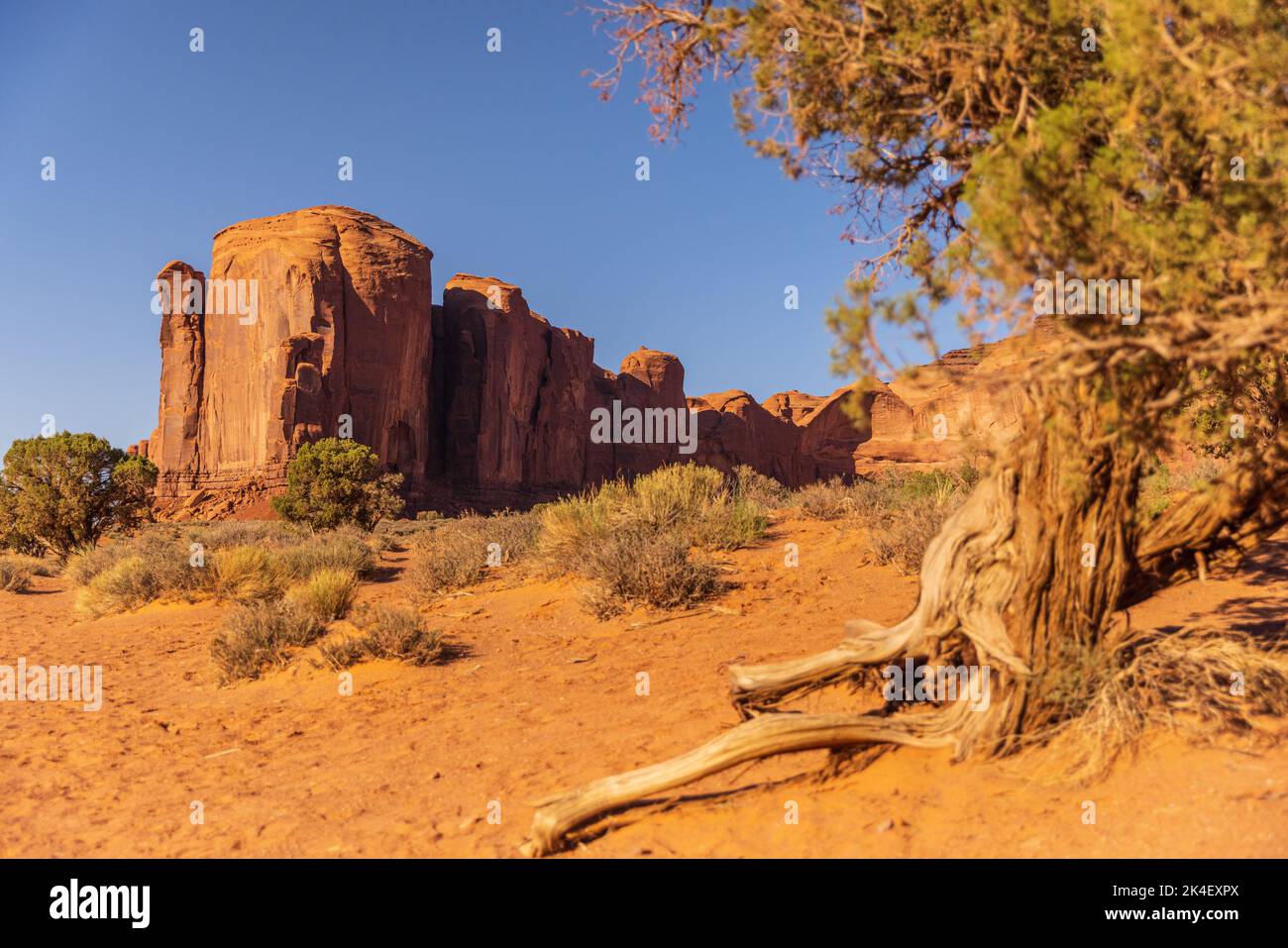 Wunderschöne Felsformationen mit oflem Baum im Monument Valley Stockfoto