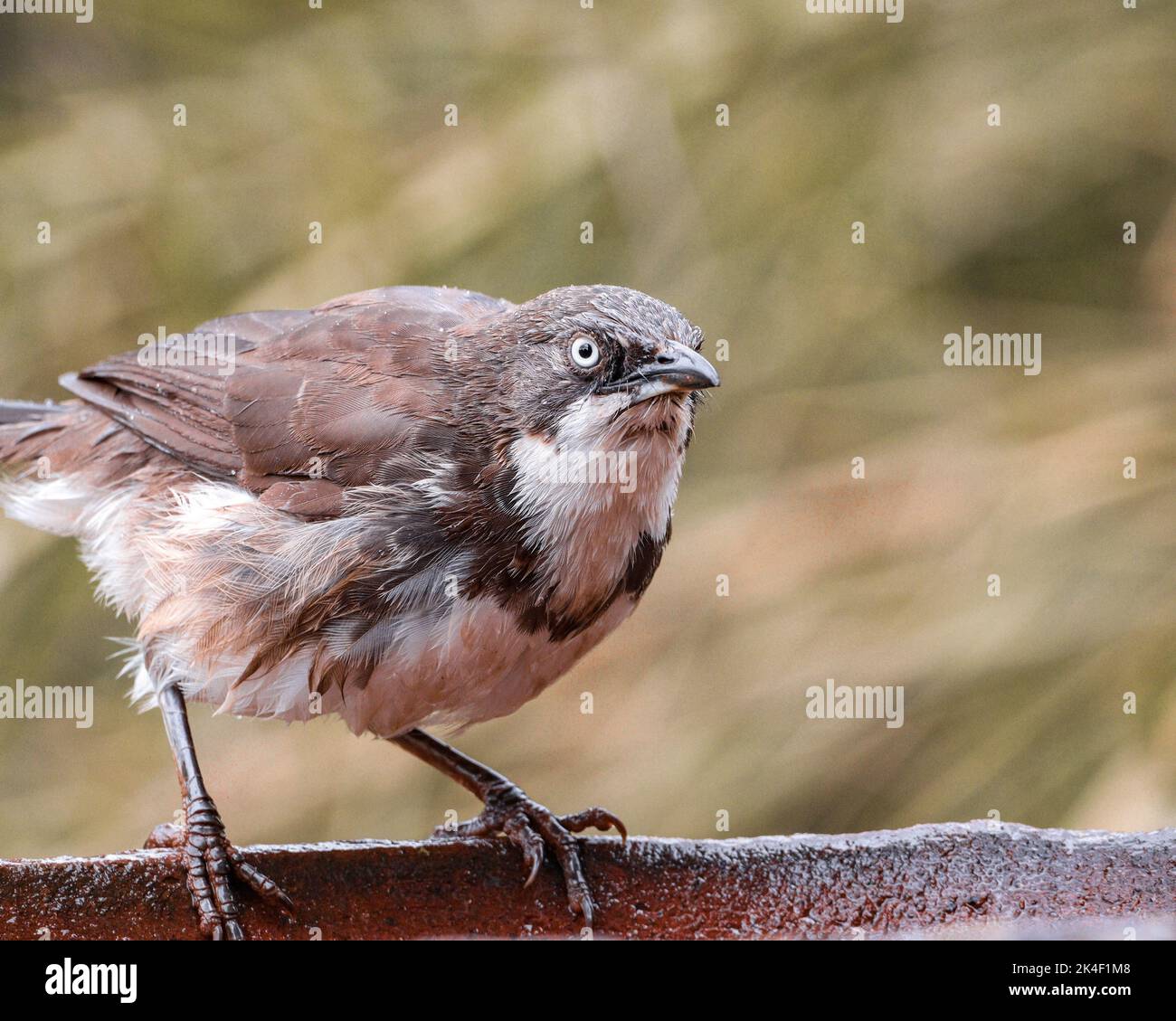 Der Nordpeitschige Babbler thront auf der Seite eines Vogelbades Stockfoto