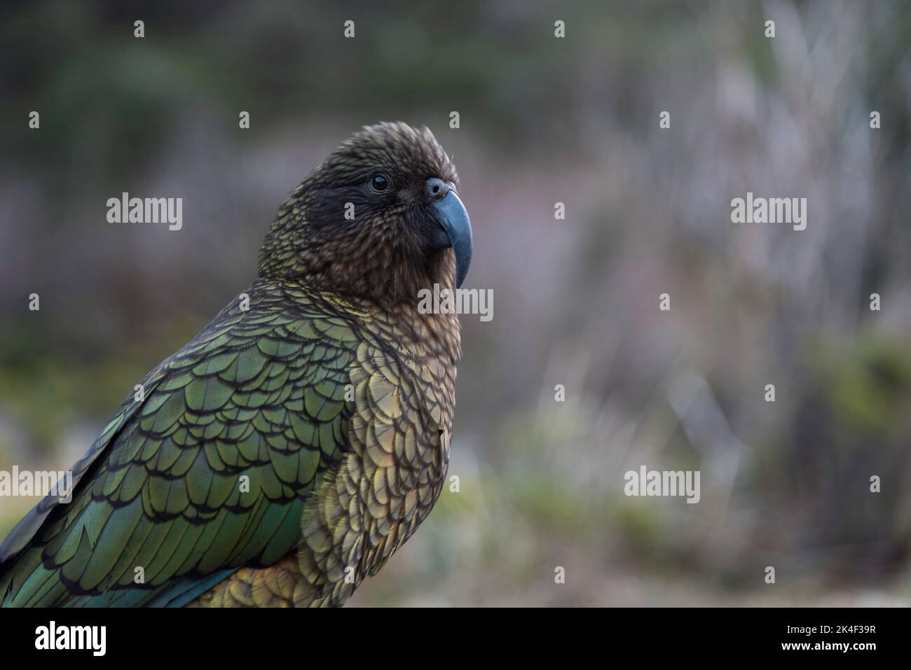 Am späten Nachmittag posiert ein frech-Kea-Papagei im Fiordland National Park in der Nähe von Monkey Creek. Stockfoto