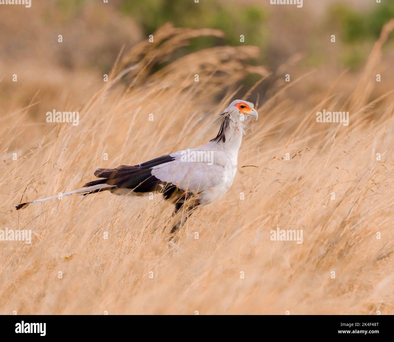Secretary Bird Jagd nach Nahrung in einer grasbewachsenen Ebene Stockfoto