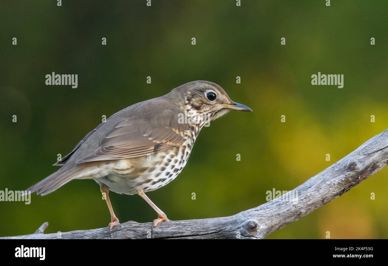 Vogel aus nächster Nähe mit schöner Hintergrundbeleuchtung fotografiert. Soor Stockfoto