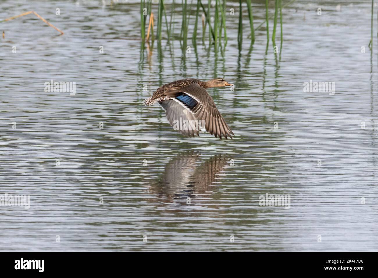 Stockente (Anas platyrhynchos) im Flug über den See. Reflexion im Wasser unten. Schilf im Hintergrund. Stockfoto