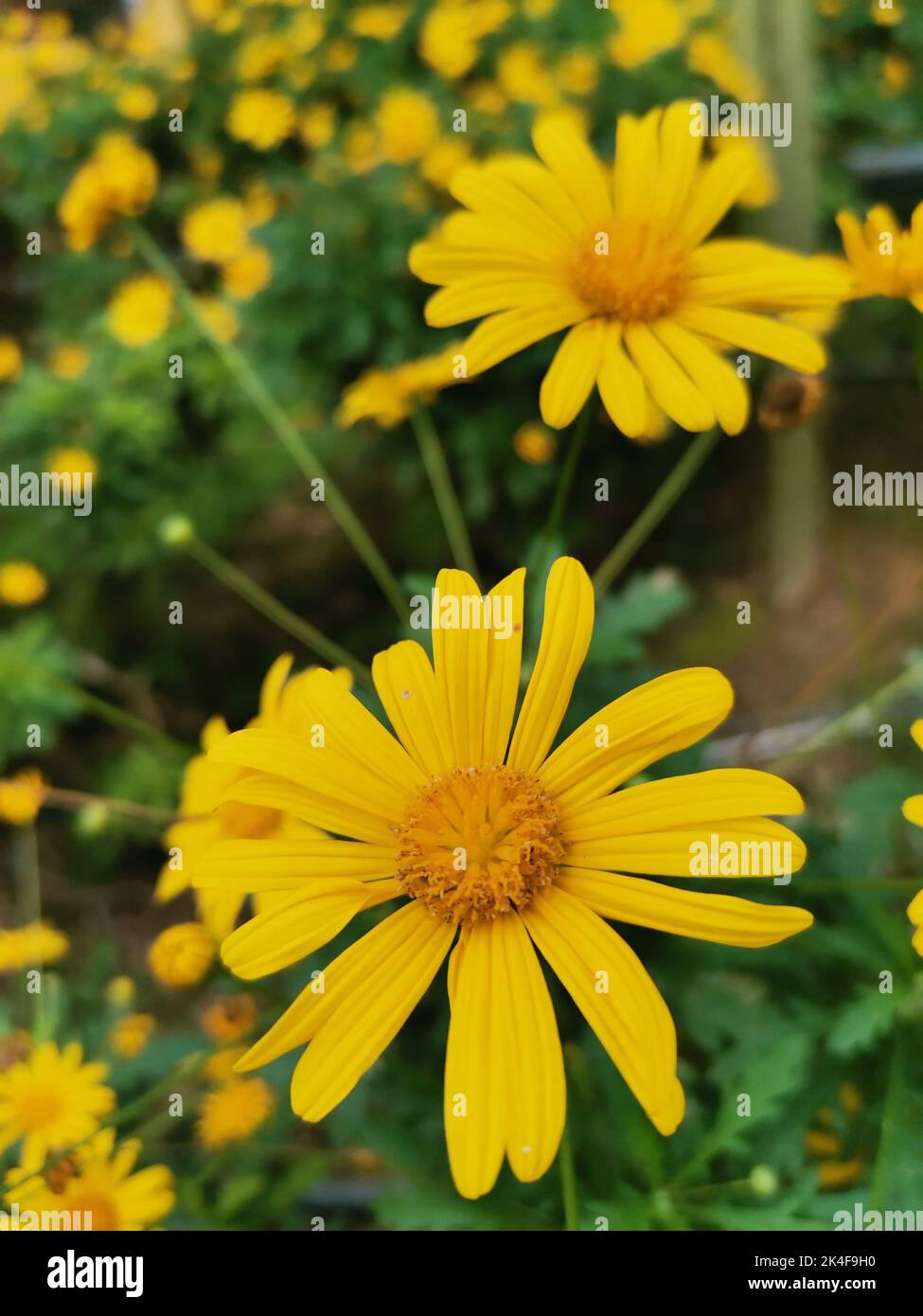 Eine Nahaufnahme der pulsierenden Euryops an einem Sommertag Stockfoto