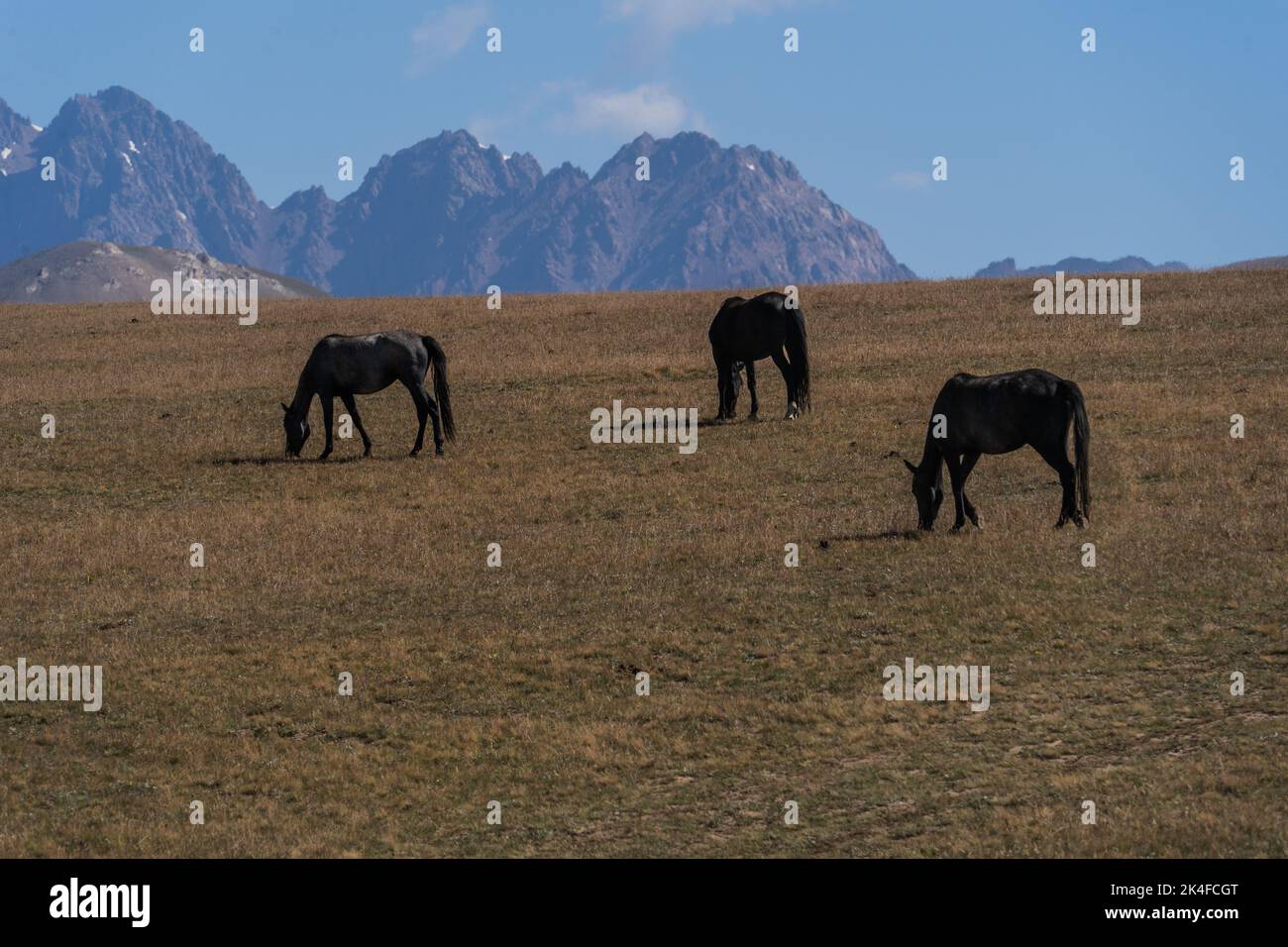 Wilde Pferde grasen Ebenen rund um Song Kul See mit Bergen in der Ferne, Kirgisistan Stockfoto