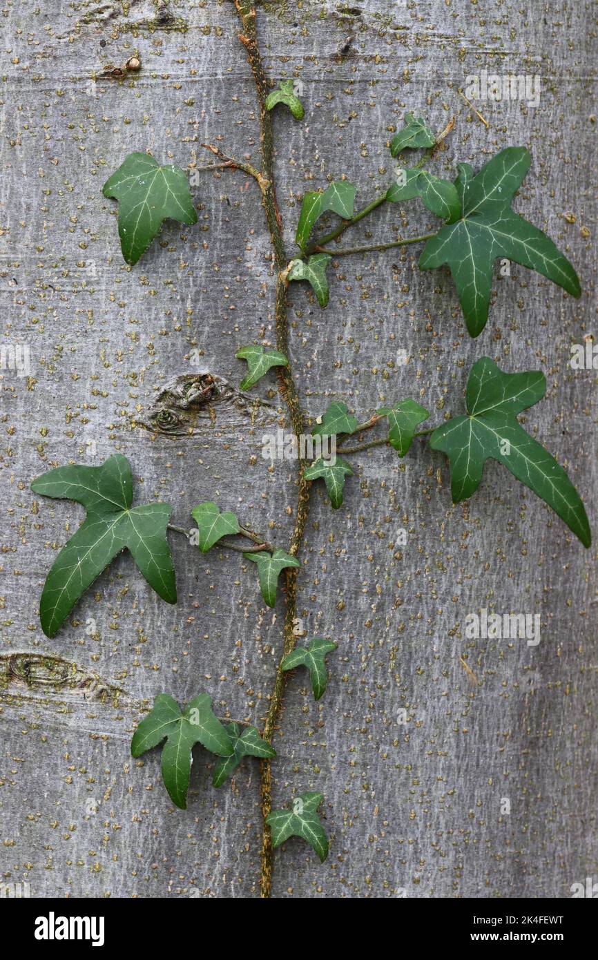 Englisch Ivy Climbing a Beech Tree. County Durham, England, Großbritannien. Stockfoto