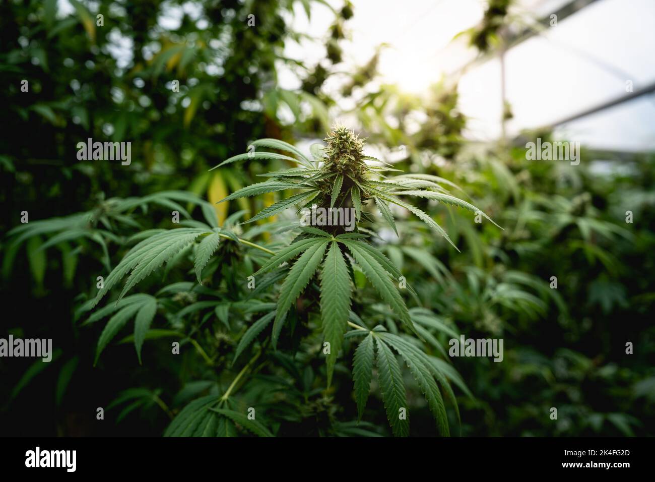 Nahaufnahme von Marihuanapflanzen auf dem Feld der Cannabisfarm. Hanfpflanzen, die für CBD und Gesundheit verwendet werden Stockfoto