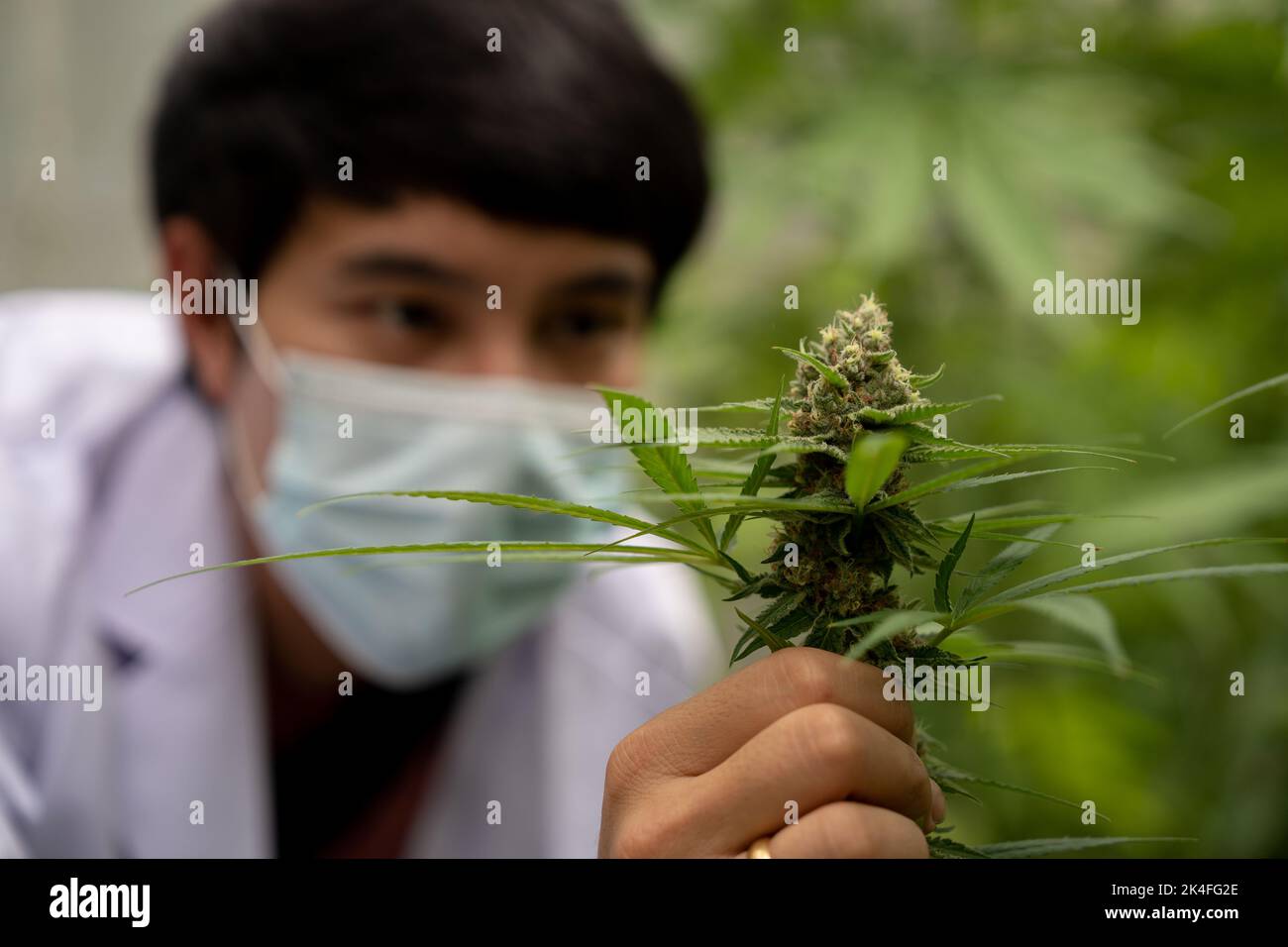 Wissenschaftler mit Maske überprüft Hanfpflanzen in einem Gewächshaus. Konzept der pflanzlichen Alternativmedizin, cbd-Öl, Pharmazeptische Industrie Stockfoto