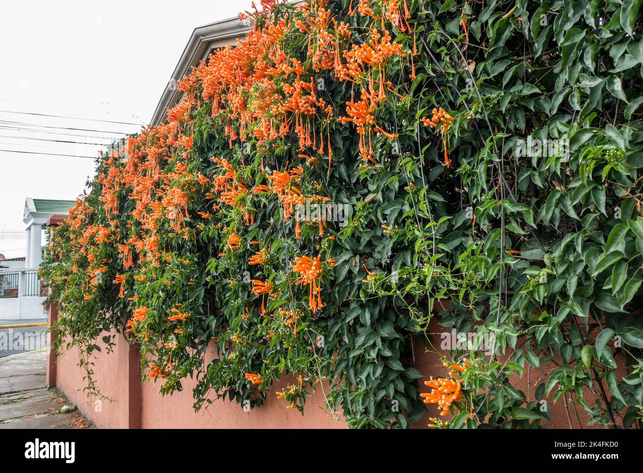 Flame Rebe (Pyrostegia venusta) wächst an einer Wand in Costa Rica. Stockfoto