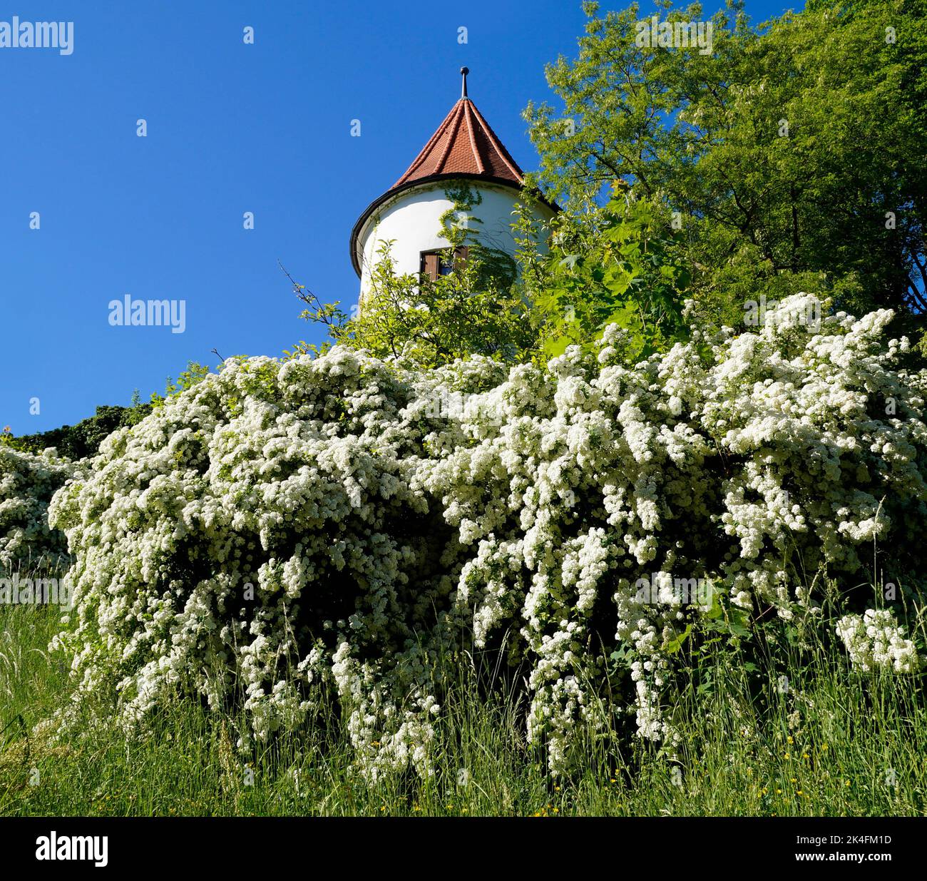 Die malerische bayerische Stadt Neuburg an der Donau (oder Neuburg an der Donau) an einem sonnigen Tag im Mai (Bayern, Deutschland) Stockfoto