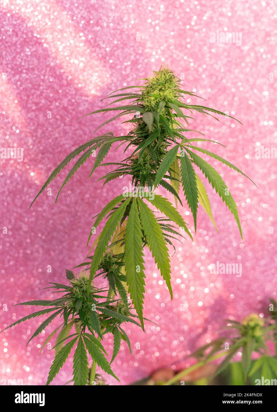Marihuana-Pflanze Stockfoto