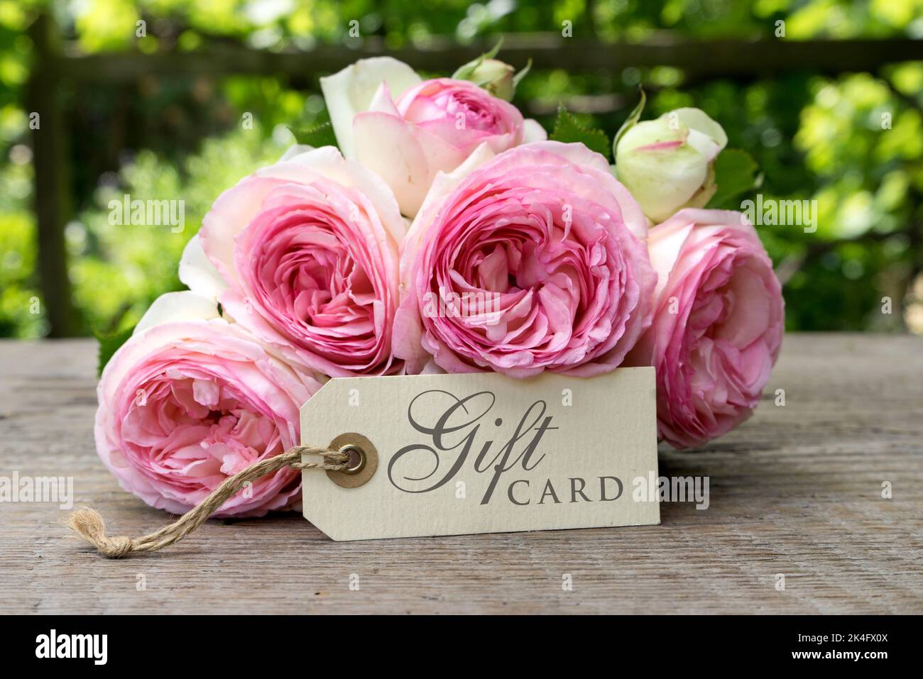 Geschenkgutschein mit einem Strauß rosa Rosen Stockfoto