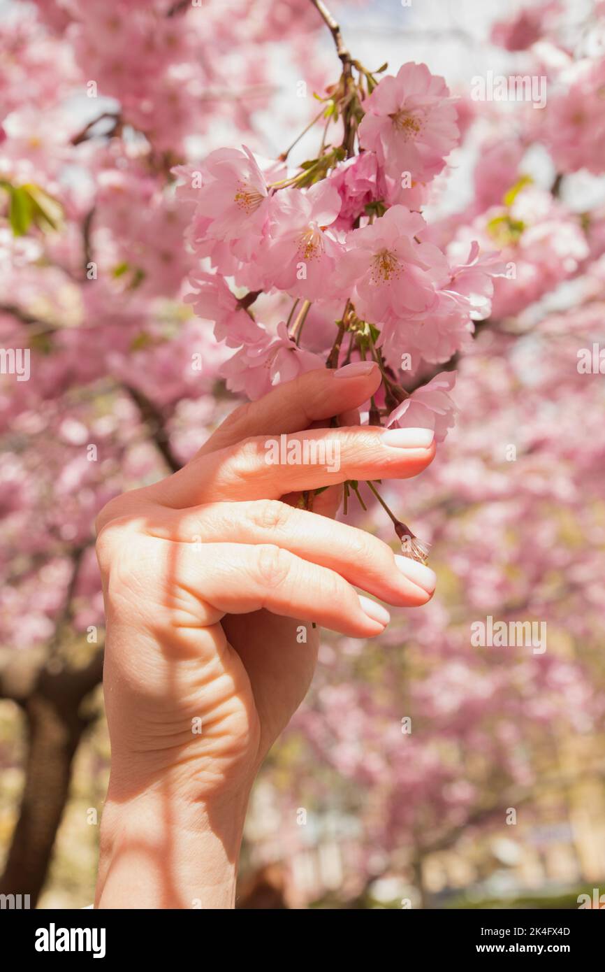 Kaukasische junge Frau Hand mit rosa Maniküre und Blütenzweig Kirschsakura in strahlendem Sonnenschein. Vertikales Foto, Nahaufnahme. Stockfoto