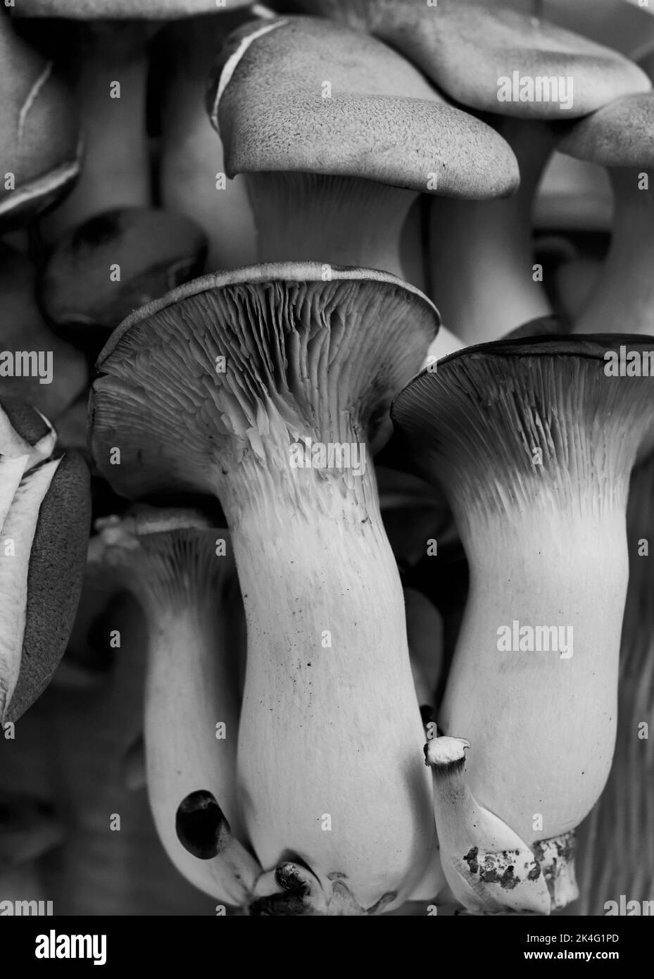 King Oyster-Pilze sind fleischige Pilze, die zum Braten aufstehen. Sie haben eine pikante oder Umami-Qualität. Ein natürlicher Ersatz für Fleisch. Organisch Stockfoto