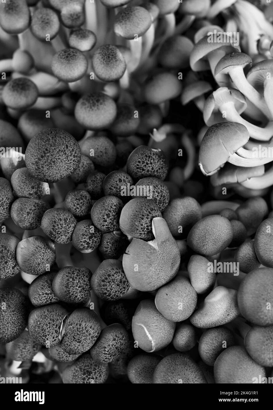 Braune Clamshell-Pilze stehen zum Braten auf. Auch bekannt als buna-himeji oder Brown Beech Pilzes. Biologisch, gewirtschaftet aus den Wäldern von NJ, USA Stockfoto