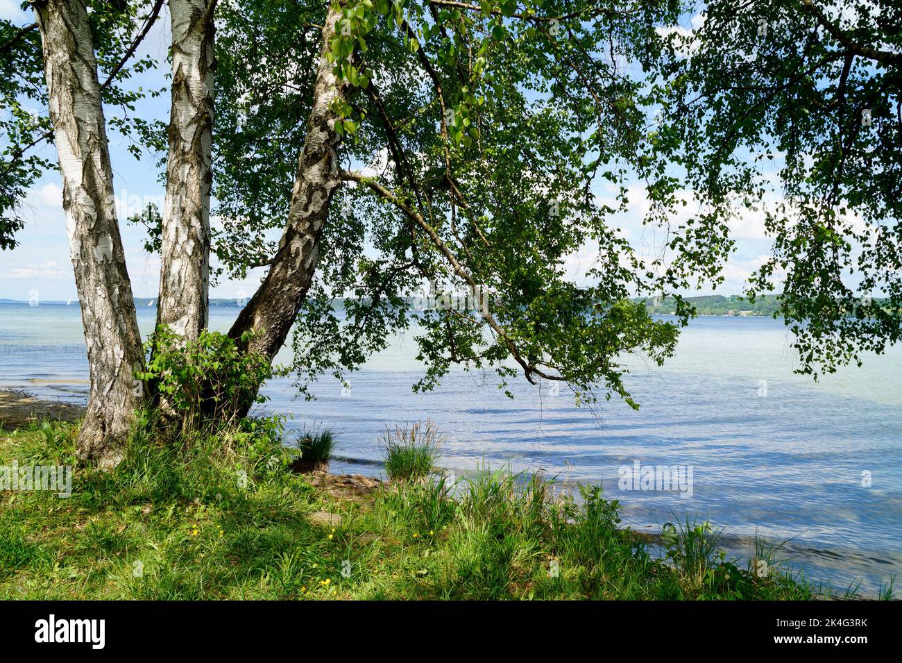 Ein schöner Blick auf die üppig grünen Bäume am Starnberger See oder Starnberger See in Bernried an einem sonnigen Tag im Mai, Bayern, Deutschland Stockfoto