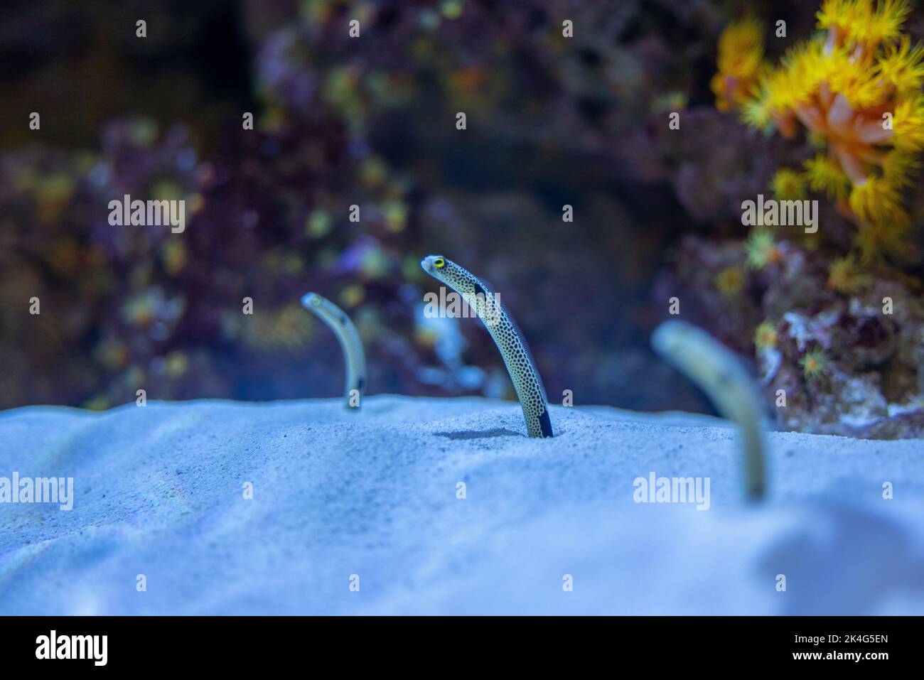 Eine Nahaufnahme der Eels Fish unter Wasser Stockfoto