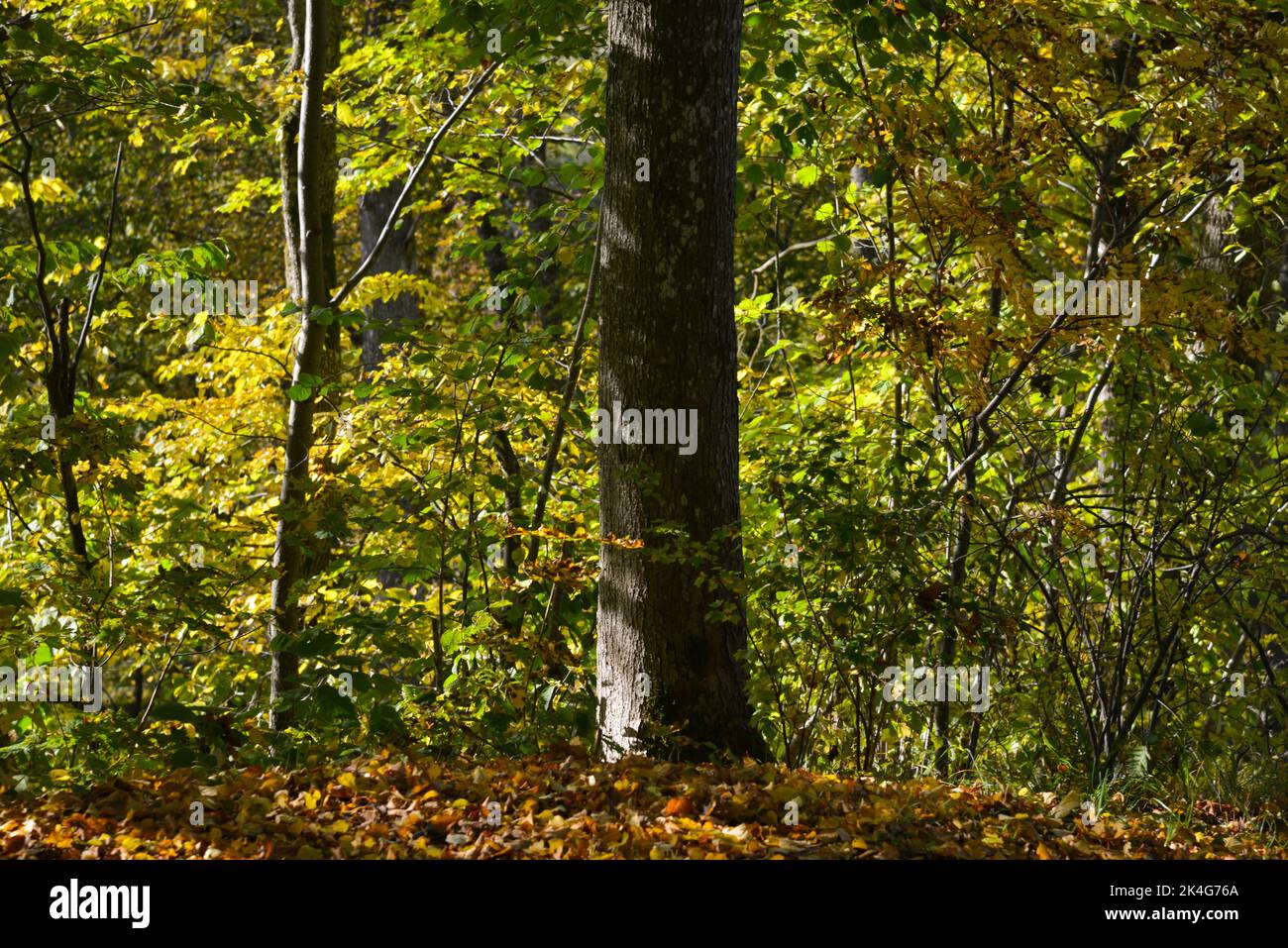 Baumstamm im bunten Wald im Herbst. Bunte Blätter von Bäumen auf dem Boden aufgeschichtet. Stockfoto