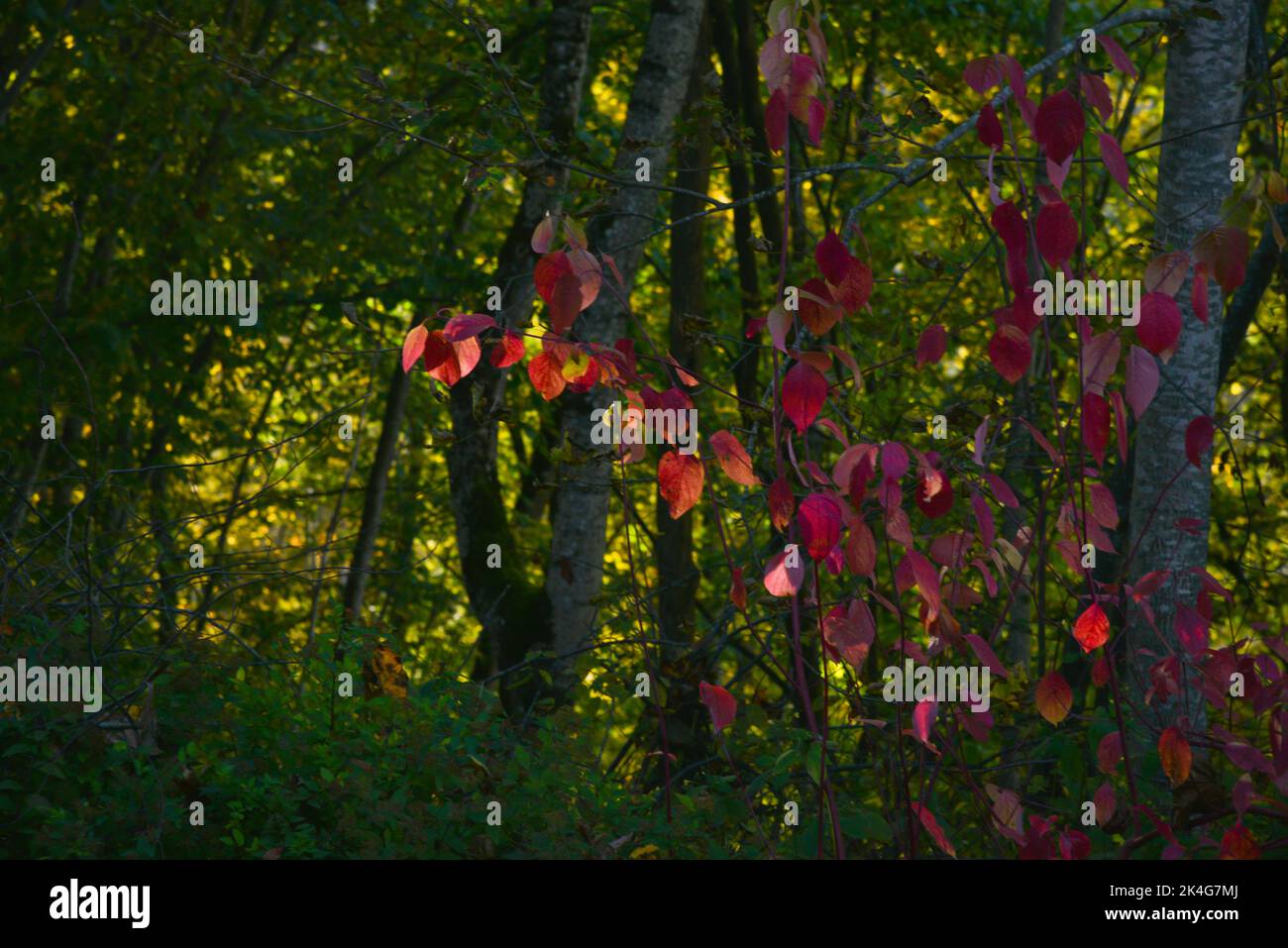 Nahaufnahme von roten Herbstbaumblättern im sonnenbeschienenen Wald. Stockfoto