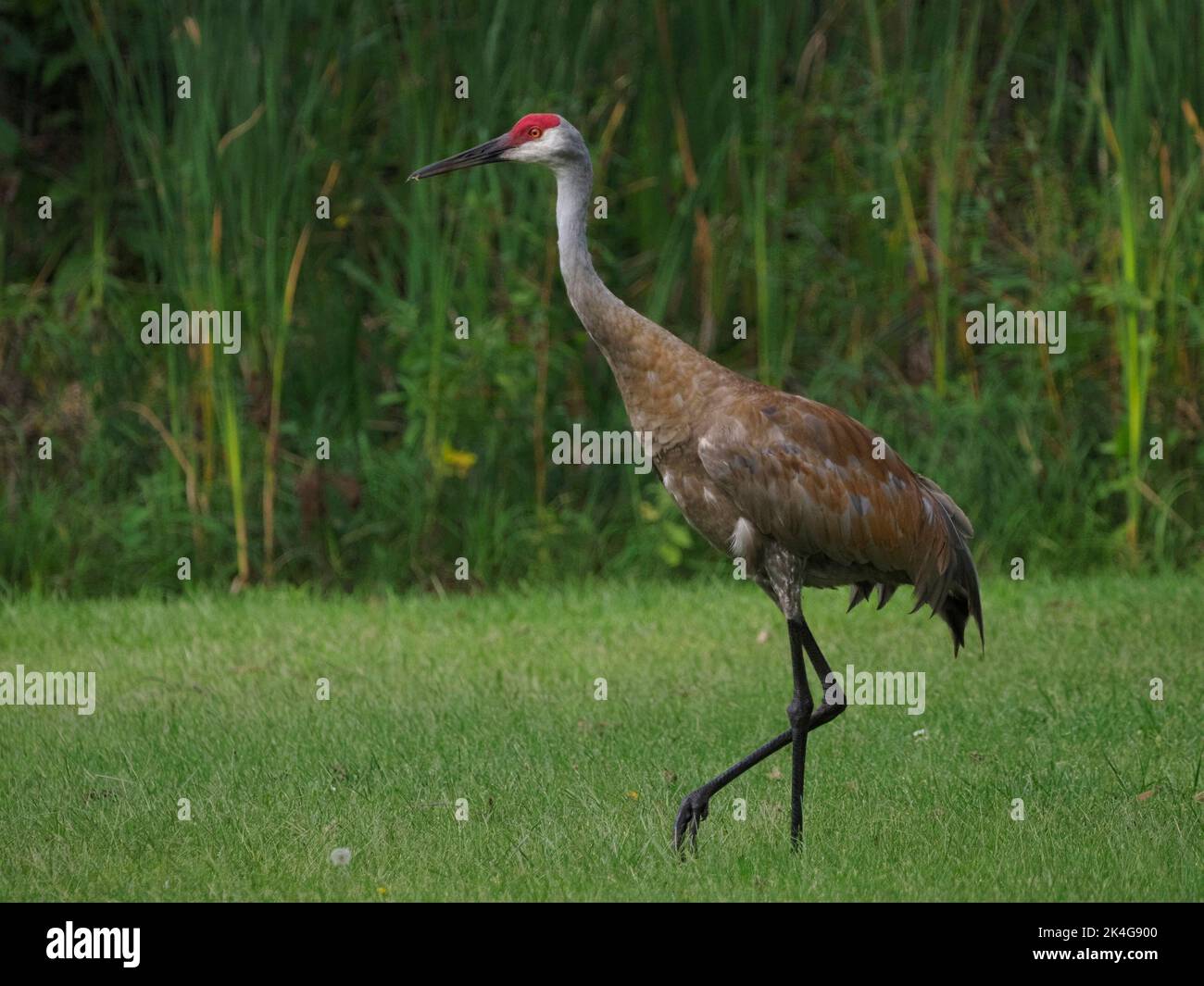 Sandhill Crane am Lake Wawasee, Indiana. Selektiver Fokus zur Hervorhebung der Vogelmerkmale. Stockfoto