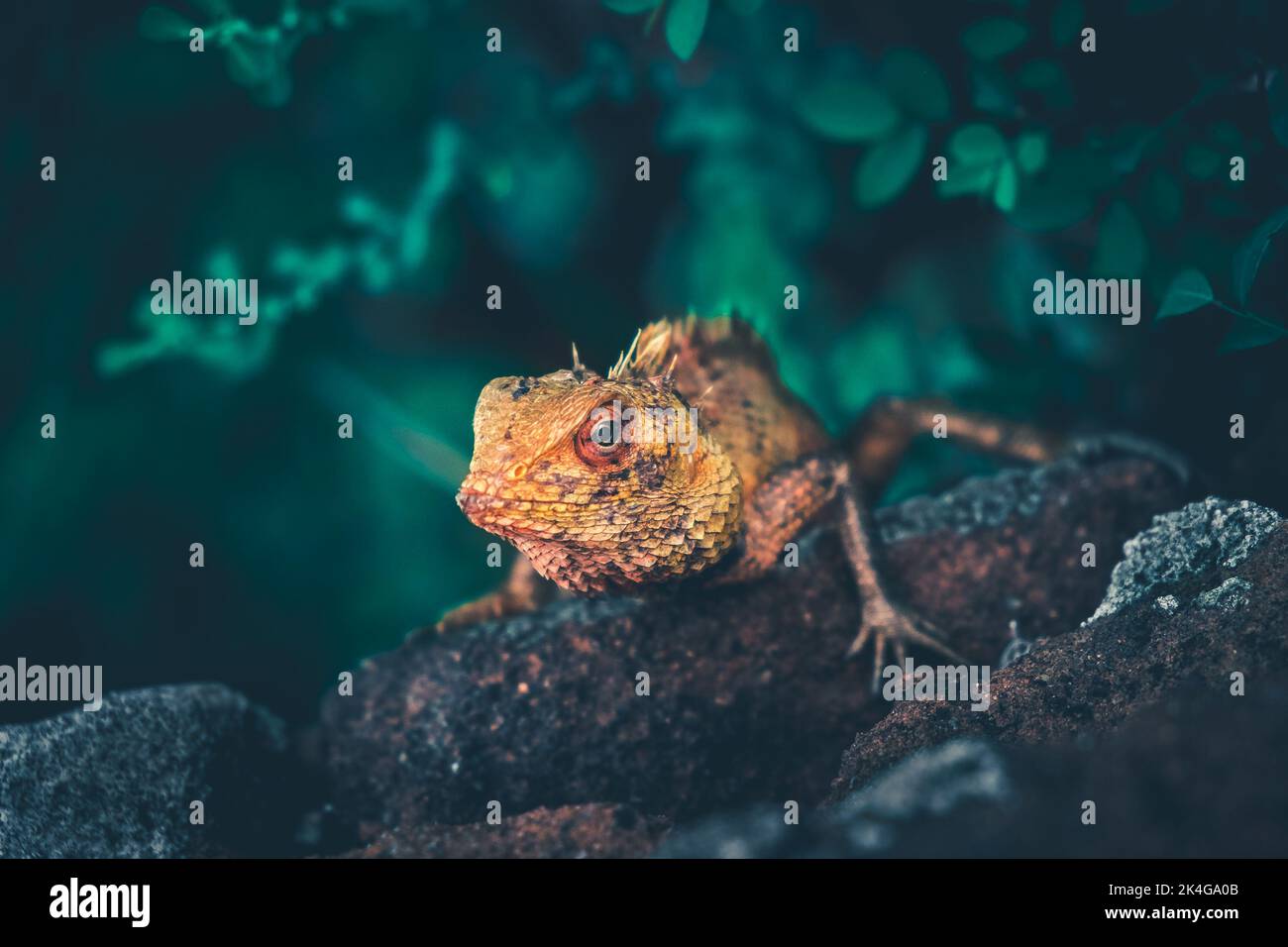 Leuchtend gelbe Eidechse Leguan sitzt auf Stein im tropischen Dschungel. Verschwommene grüne Baumwaldblätter im Hintergrund. Wild Life Tierkonzept Stockfoto