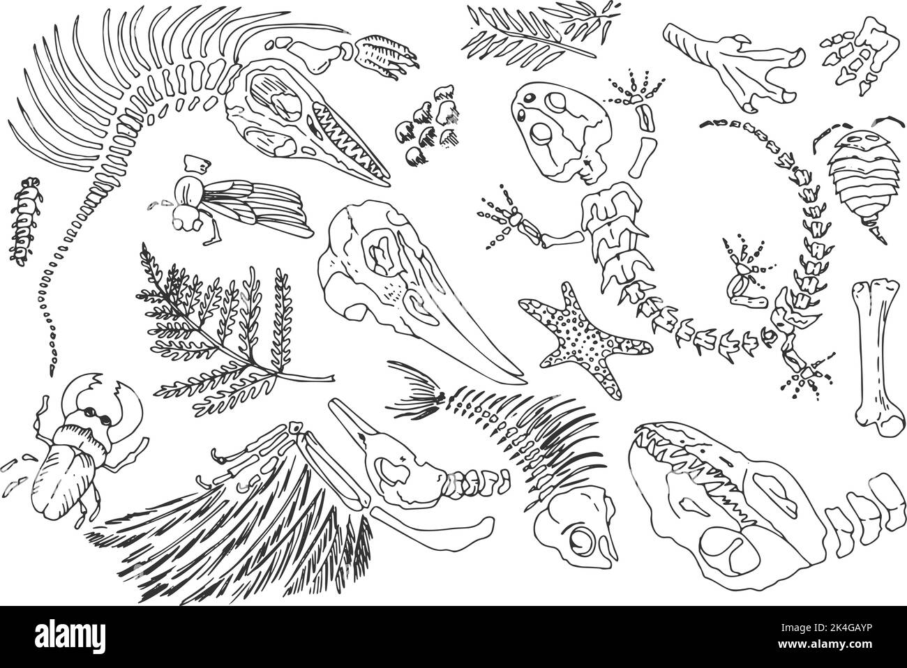 Isolierte schwarze Linie Kontur druckt Skelette von prähistorischen Tieren, Insekten und Pflanzen. Satz von Archäologie, Risse Felsen Fragmente, Trümmer Felsbrocken Stock Vektor