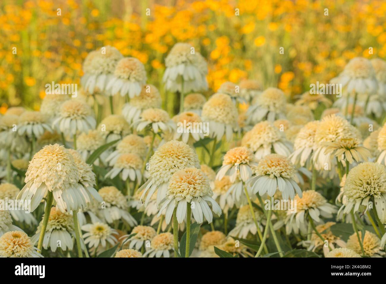 Ein Feld mit gelben Blumen Stockfoto
