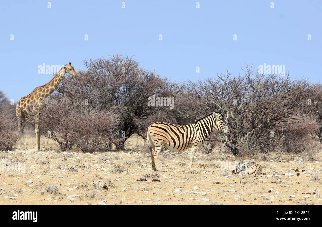 Im Hintergrund steht Zebra, während ein junges Fohlen mit einer Giraffe im Busch ein Nickerchen macht. Etosha Nationalpark, Namibia Stockfoto