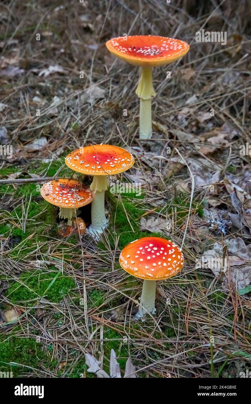 Eine Gruppe von Agaric Fliegenpilz, wächst zwischen trockenem Gras, getrockneten abgefallenen Blättern und alten Zweigen. Ein giftiger Pilz. Vertikale Aufnahme Stockfoto