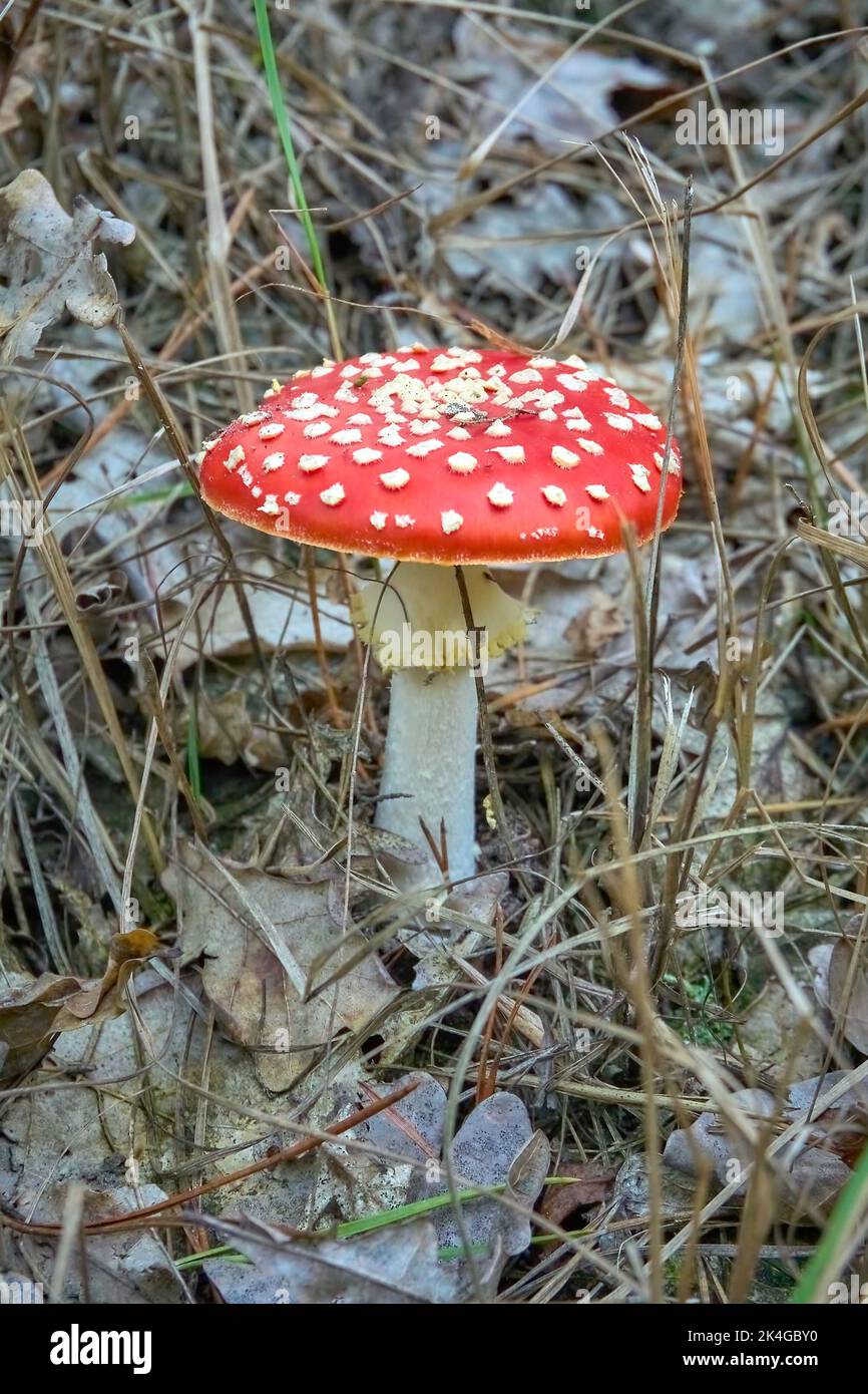 Ein einsamer agarischer Fliegenpilz, der zwischen getrocknetem Gras, getrockneten abgefallenen Blättern und alten Ästen wächst. Ein giftiger Pilz. Vertikale Aufnahme Stockfoto