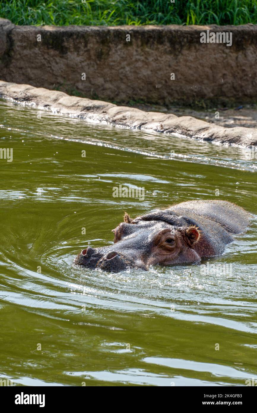 Hippopotamus amphibius Hippo im erfrischenden Wasser, mexiko Stockfoto