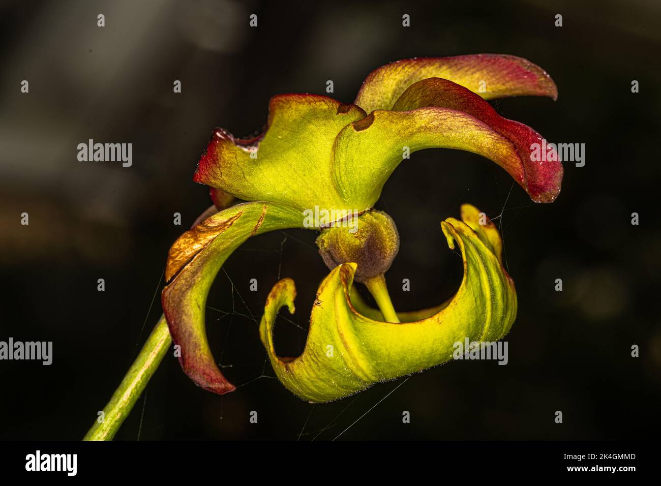 Blume der Karmesinpflanze oder des purpurnen Trompetenblatts (Sarracenia leucophylla) Stockfoto