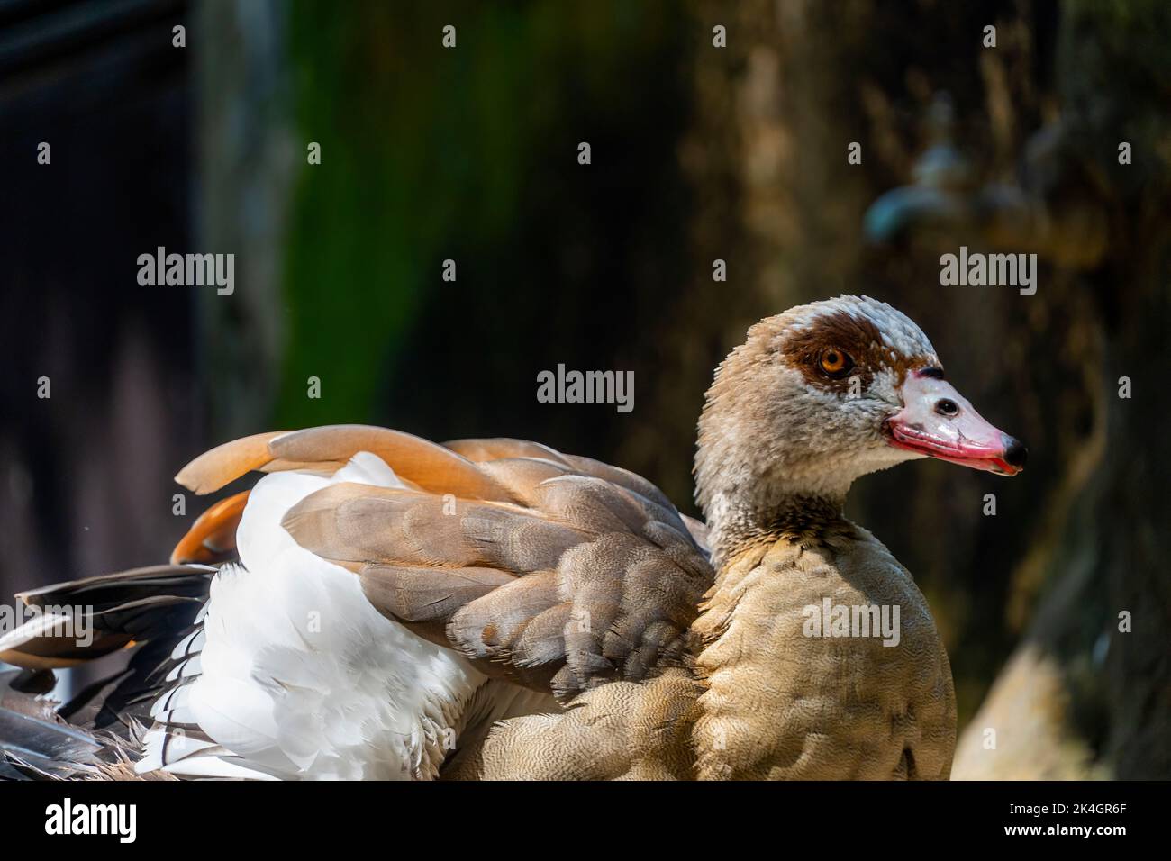 Alopochen aegyptiacus Ägypten Nil Gans oder Gänse, Vögel von Afrika anatidos anseriform ist eine von einer Familie, die derzeit nicht abgeschreckt Arten. zoo Stockfoto