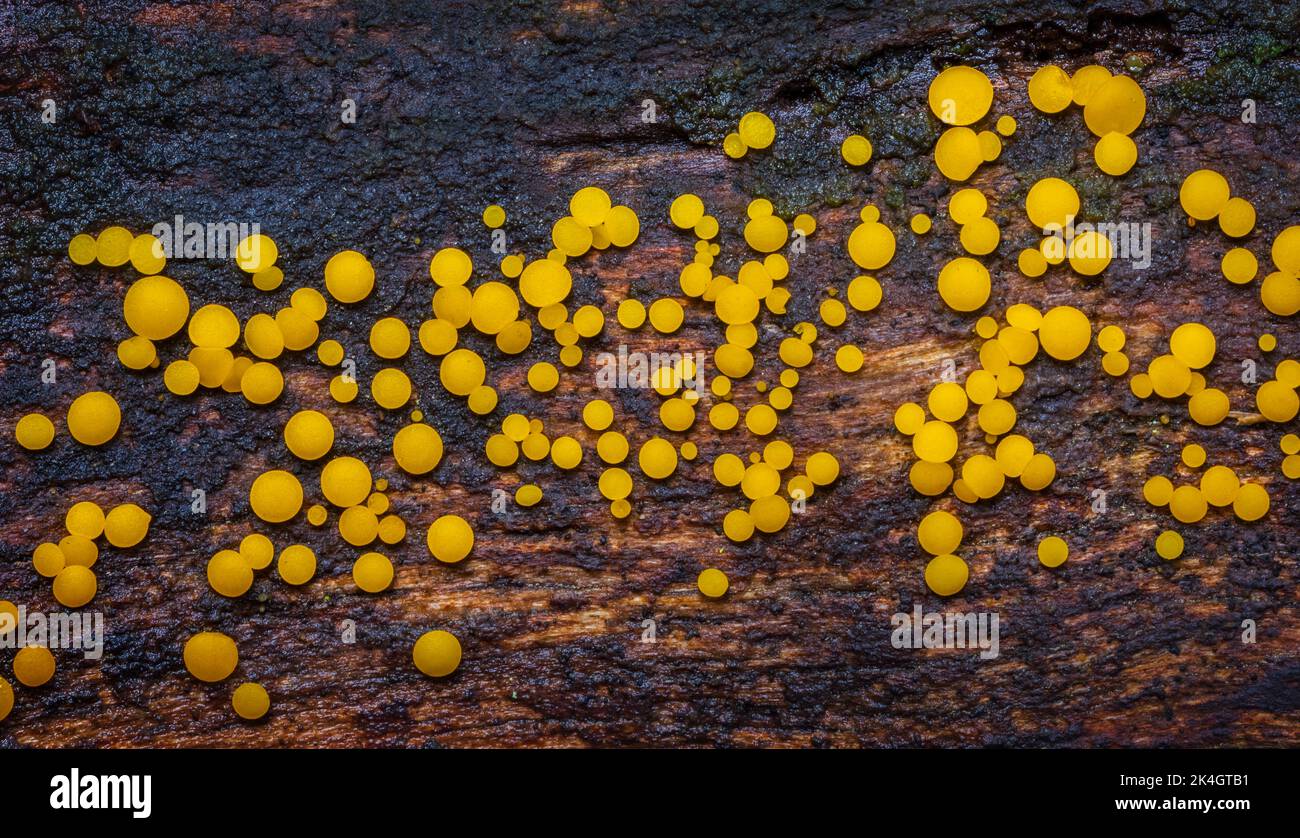 Gelbe Fairy Cups - Calycina citrina, gelber Pilz im Wald Stockfoto