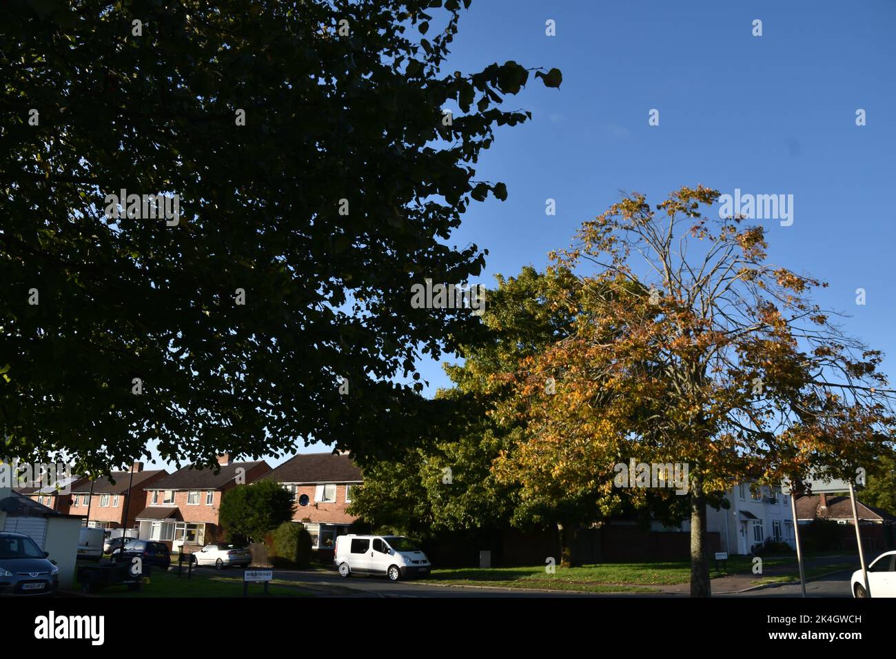 Zwei Bäume In Worcester Place, Einer Von Trockenheit Beschädigt Und Einer Nicht Beschädigt Stockfoto